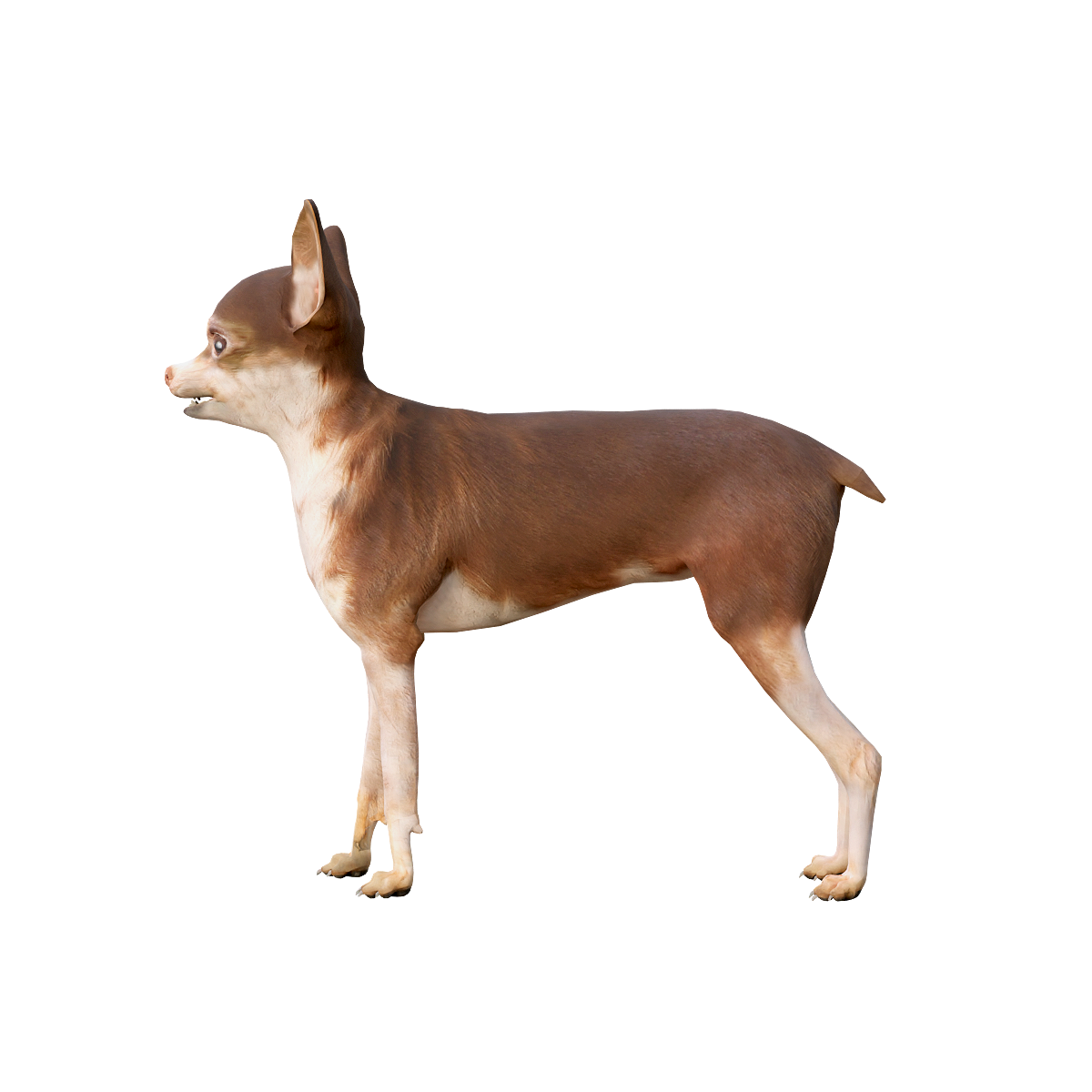 俄罗斯玩具犬3D模型动画 | 食肉动物,哺乳动物,适应能力强,小型犬种,喜欢参与家庭活动,俄罗斯玩具犬,玩具犬3D模型,玩具犬3D动画,起源于俄罗斯,友好聪明,3D模型,3D打印,3D素材,obj,glTF,fbx,dae,stl,3ds,glb,usdz,3dmax,blender模型,VisionPro,3D建模,3D扫描,3d打印模型