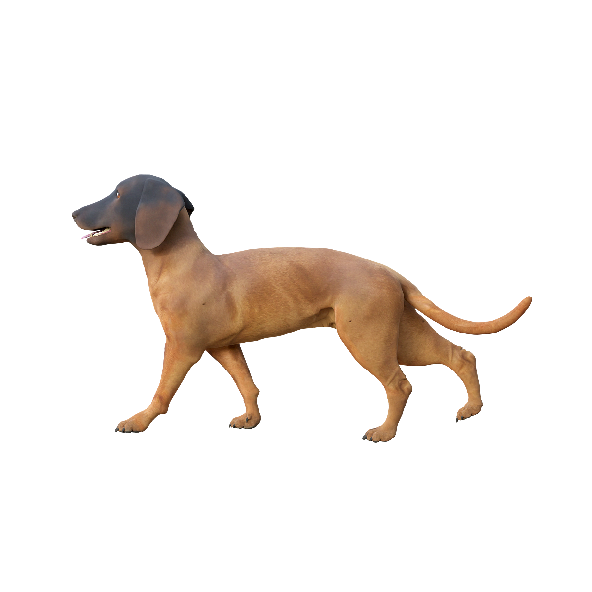巴伐利亚山嗅猎犬3D模型带动画 | 食肉动物,哺乳动物,猎犬3D模型,猎犬3D动画,巴伐利亚山嗅猎犬,巴伐利亚山地犬,起源于德国巴伐利亚地区的中型猎犬,步态稳健,高度的专注力,强烈的追踪本能,3D模型,3D打印,3D素材,obj,glTF,fbx,dae,stl,3ds,glb,usdz,3dmax,blender模型,VisionPro,3D建模,3D扫描,3d打印模型