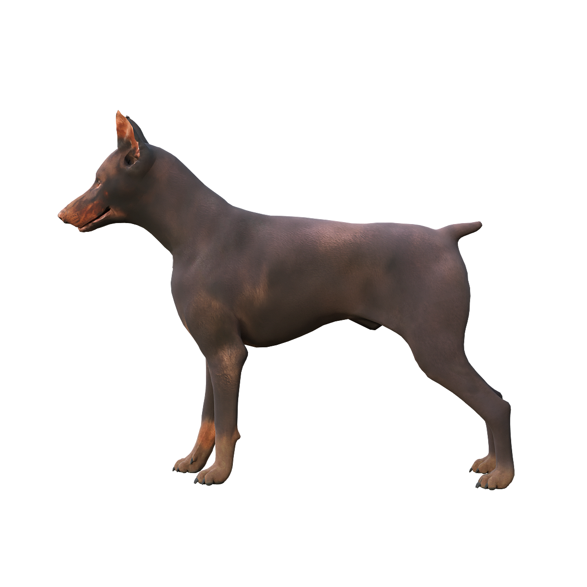 杜宾犬3D动画模型 | 食肉动物,哺乳动物,杜宾犬,聪明勇敢,体型中等偏大,杜宾犬3D模型,杜宾犬3D动画,德国的犬种,对家庭成员非常保护,训练性很高,3D模型,3D打印,3D素材,obj,glTF,fbx,dae,stl,3ds,glb,usdz,3dmax,blender模型,VisionPro,3D建模,3D扫描,3d打印模型