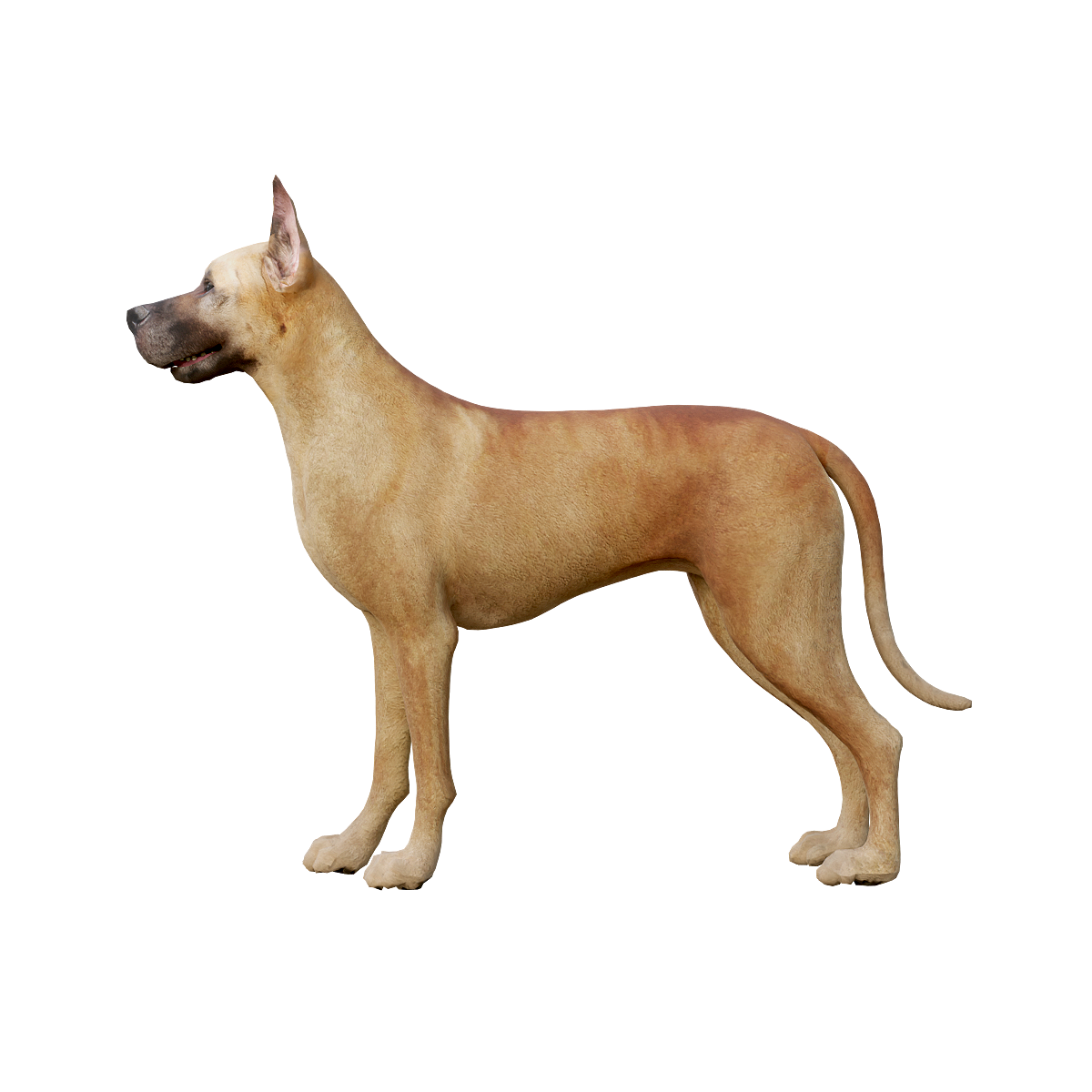 棕色大丹犬3D动画模型 | 食肉动物,哺乳动物,性格温和,忠诚友好,德国獒犬,大丹犬3D模型,大丹犬3D动画,德国犬种,犬类中最高的品种之一,棕色大丹犬,3D模型,3D打印,3D素材,obj,glTF,fbx,dae,stl,3ds,glb,usdz,3dmax,blender模型,VisionPro,3D建模,3D扫描,3d打印模型
