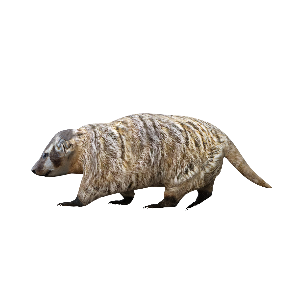 美洲獾(带3D动画模型)