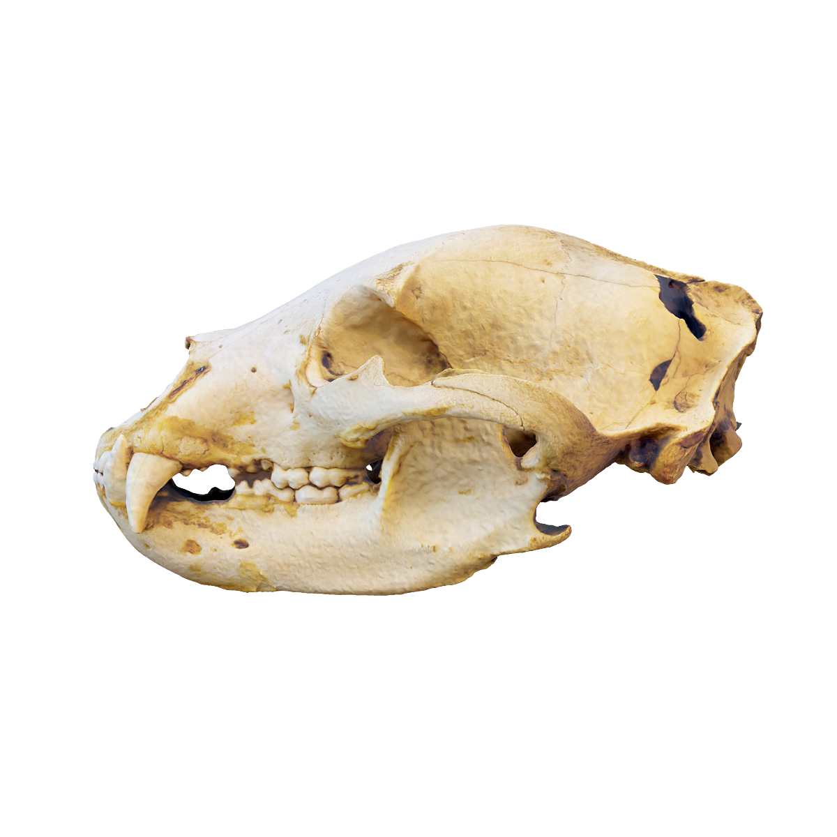 豹头骨 | 豹子,哺乳动物,猫科动物,头骨3D模型,独居动物,速度敏捷,体型中等,体型优雅,豹头骨,擅长攀爬和游泳,3D模型,3D打印,3D素材,obj,glTF,fbx,dae,stl,3ds,glb,usdz,3dmax,blender模型,VisionPro,3D建模,3D扫描,3d打印模型