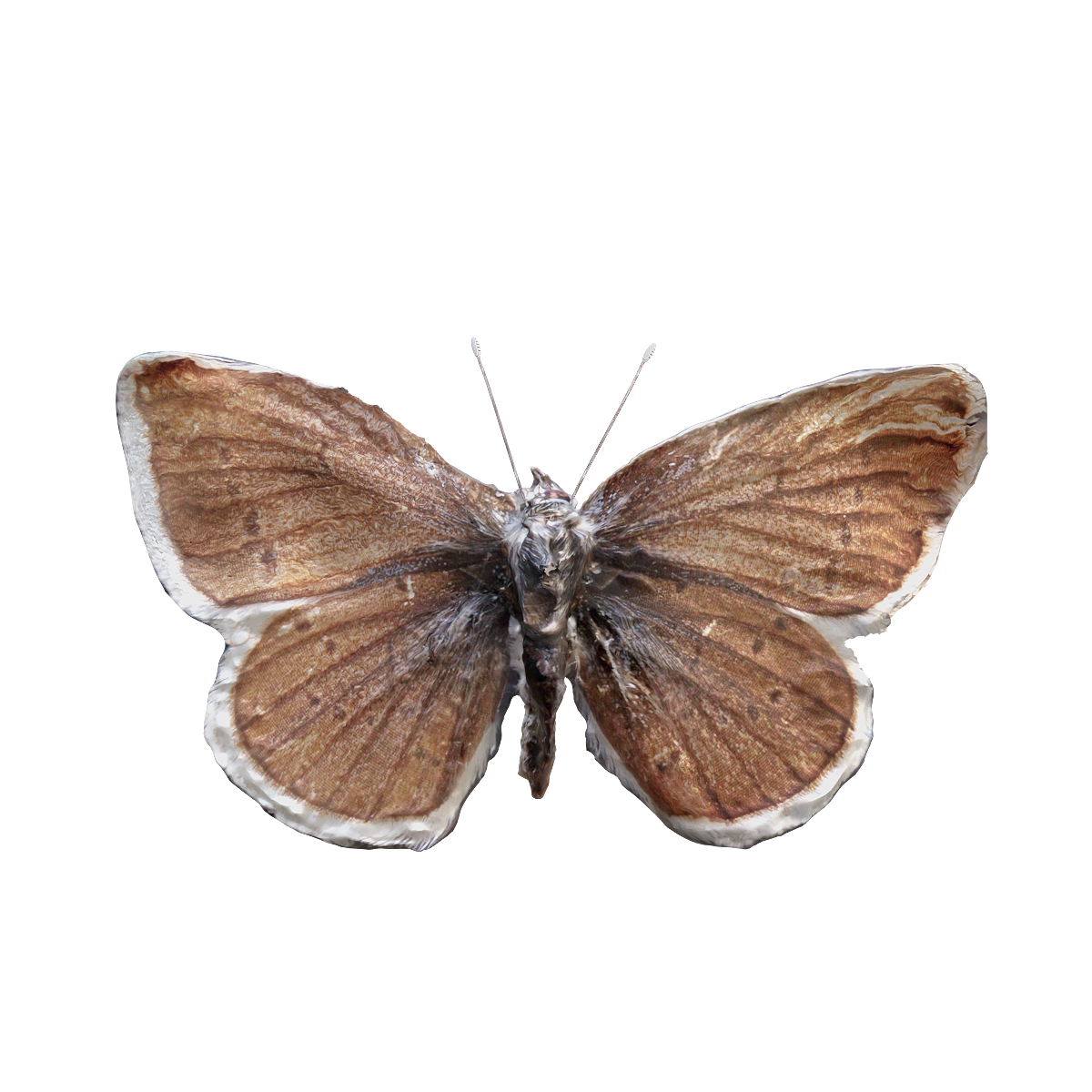 灰蝶 | 昆虫,节肢动物,蝴蝶,蝴蝶3D模型,完全变态昆虫,幼虫以植物为食,成虫以花蜜为食,蝴蝶标本,植食性动物,灰蝶,3D模型,3D打印,3D素材,obj,glTF,fbx,dae,stl,3ds,glb,usdz,3dmax,blender模型,VisionPro,3D建模,3D扫描,3d打印模型