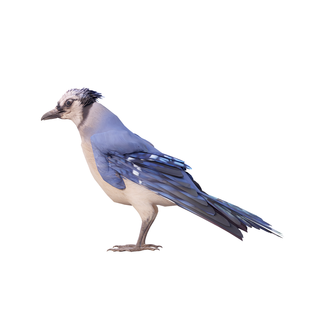 蓝松鸦（带3D动画模型） | 杂食动物,飞行动物,禽类,体型中等,蓝松鸦,蓝松鸦3D模型,蓝松鸦3D动画,春季和冬季嘈杂活跃,北美洲广泛分布,嘈杂的叫声,3D模型,3D打印,3D素材,obj,glTF,fbx,dae,stl,3ds,glb,usdz,3dmax,blender模型,VisionPro,3D建模,3D扫描,3d打印模型