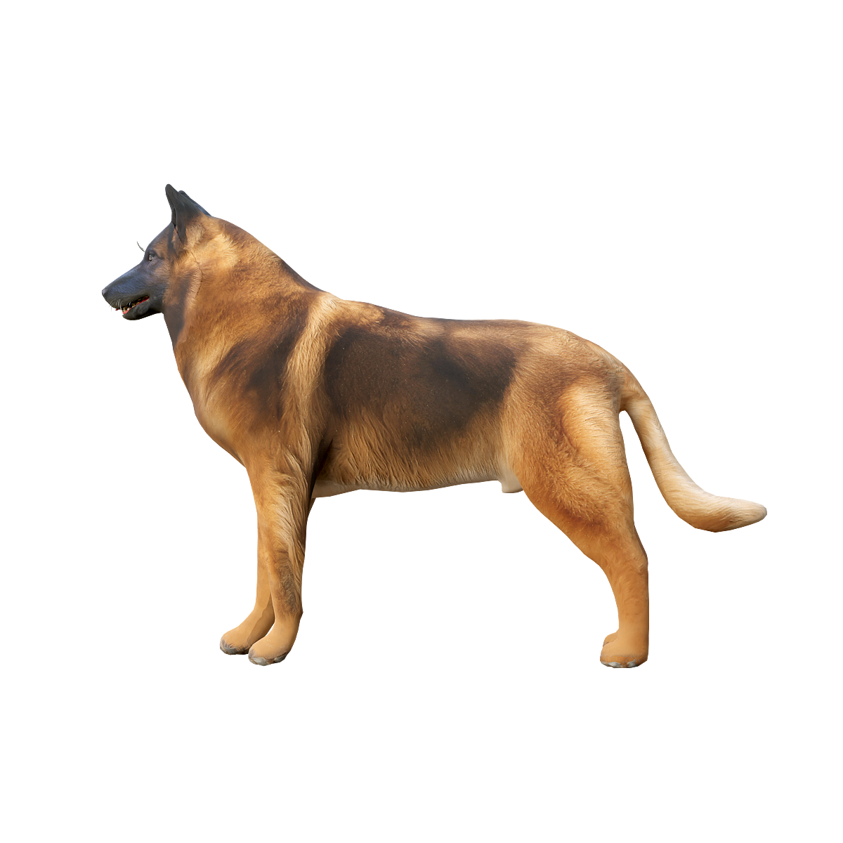 比利时坦比连犬(带3D动画)