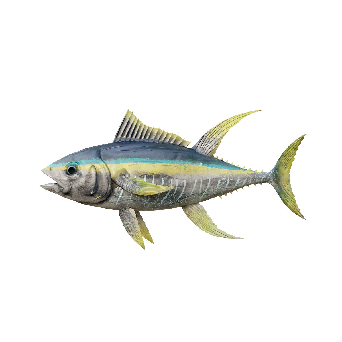 金枪鱼模型3D动画