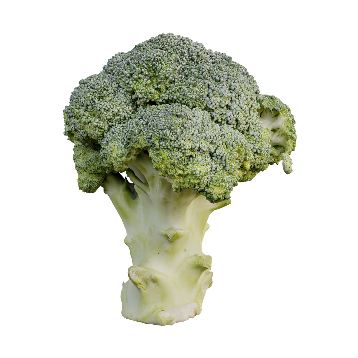 西蓝花 | 3D扫描,蔬菜,十字花科,青花菜,营养丰富,绿菜花,西蓝花3D模型,芸苔属,口感清甜,绿色蔬菜,3D模型,3D打印,3D素材,obj,glTF,fbx,dae,stl,3ds,glb,usdz,3dmax,blender模型,VisionPro,3D建模,3D扫描,3d打印模型