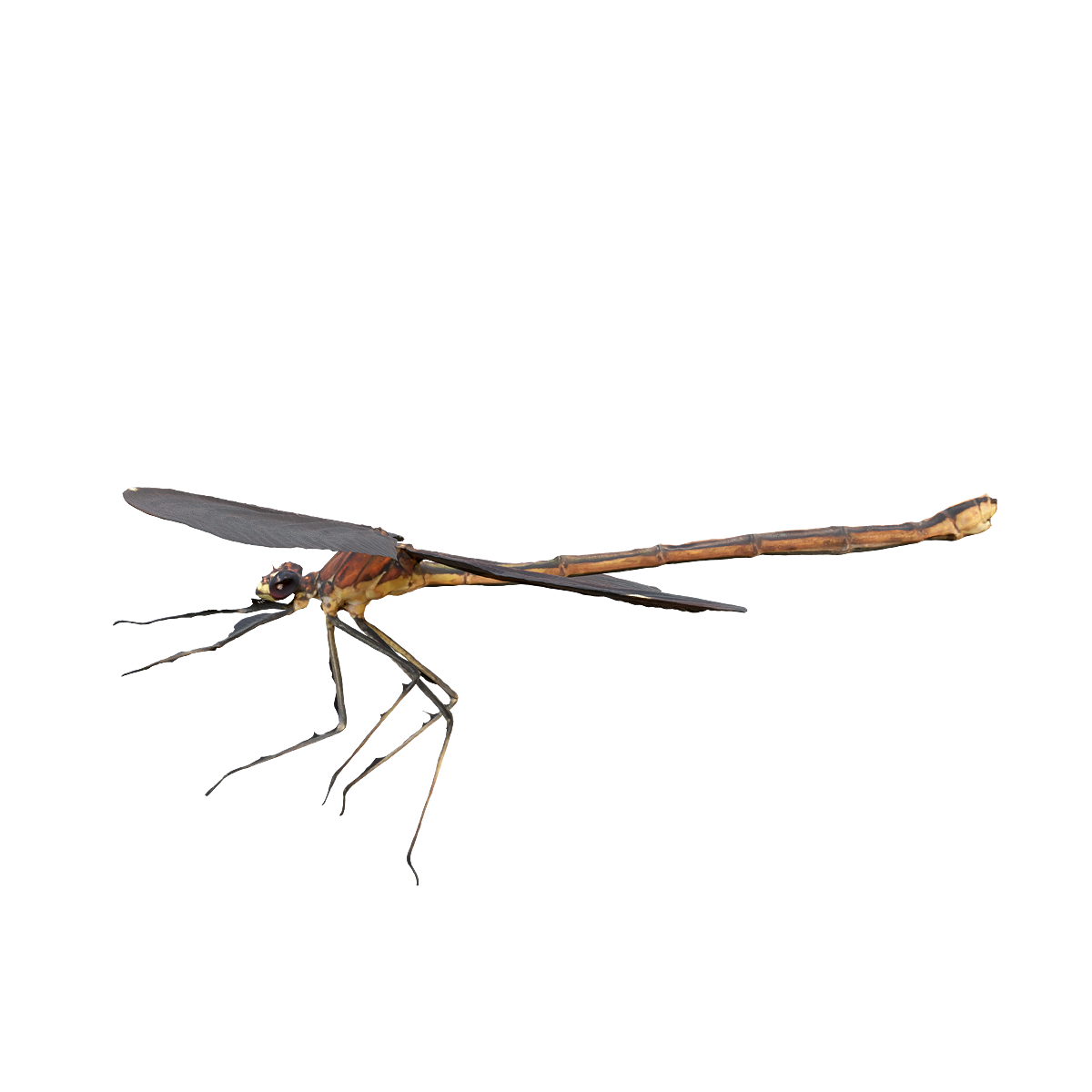 豆娘标本 | 昆虫,节肢动物,标本,肉食动物,身体细长,益虫,完全变态发育,豆娘3D模型,豆娘标本,“水边的精灵”,3D模型,3D打印,3D素材,obj,glTF,fbx,dae,stl,3ds,glb,usdz,3dmax,blender模型,VisionPro,3D建模,3D扫描,3d打印模型
