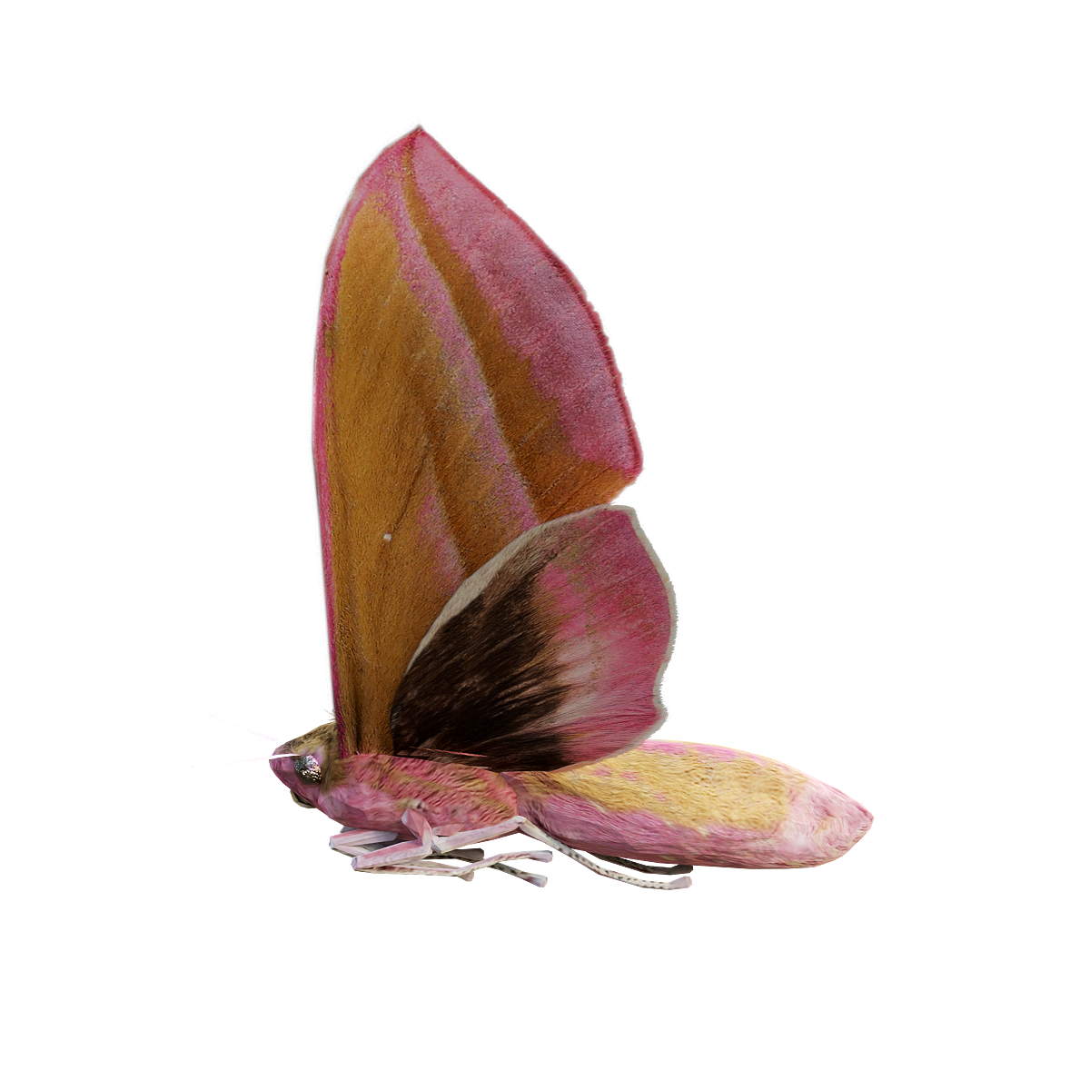 象鹰蛾3D动画模型 | 昆虫,节肢动物,体型较大,夜间活动,以花蜜为食,3D动画模型,飞蛾,象鹰蛾,象鹰蛾3D动画模型,蛾类,3D模型,3D打印,3D素材,obj,glTF,fbx,dae,stl,3ds,glb,usdz,3dmax,blender模型,VisionPro,3D建模,3D扫描,3d打印模型