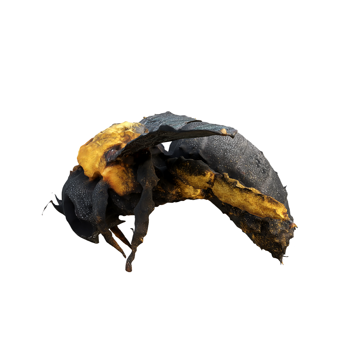 熊蜂标本 | 节肢动物,蜜蜂,标本,社会性昆虫,体型较大,昆虫标本,益虫,完全变态发育,熊蜂标本,熊蜂3D模型,3D模型,3D打印,3D素材,obj,glTF,fbx,dae,stl,3ds,glb,usdz,3dmax,blender模型,VisionPro,3D建模,3D扫描,3d打印模型