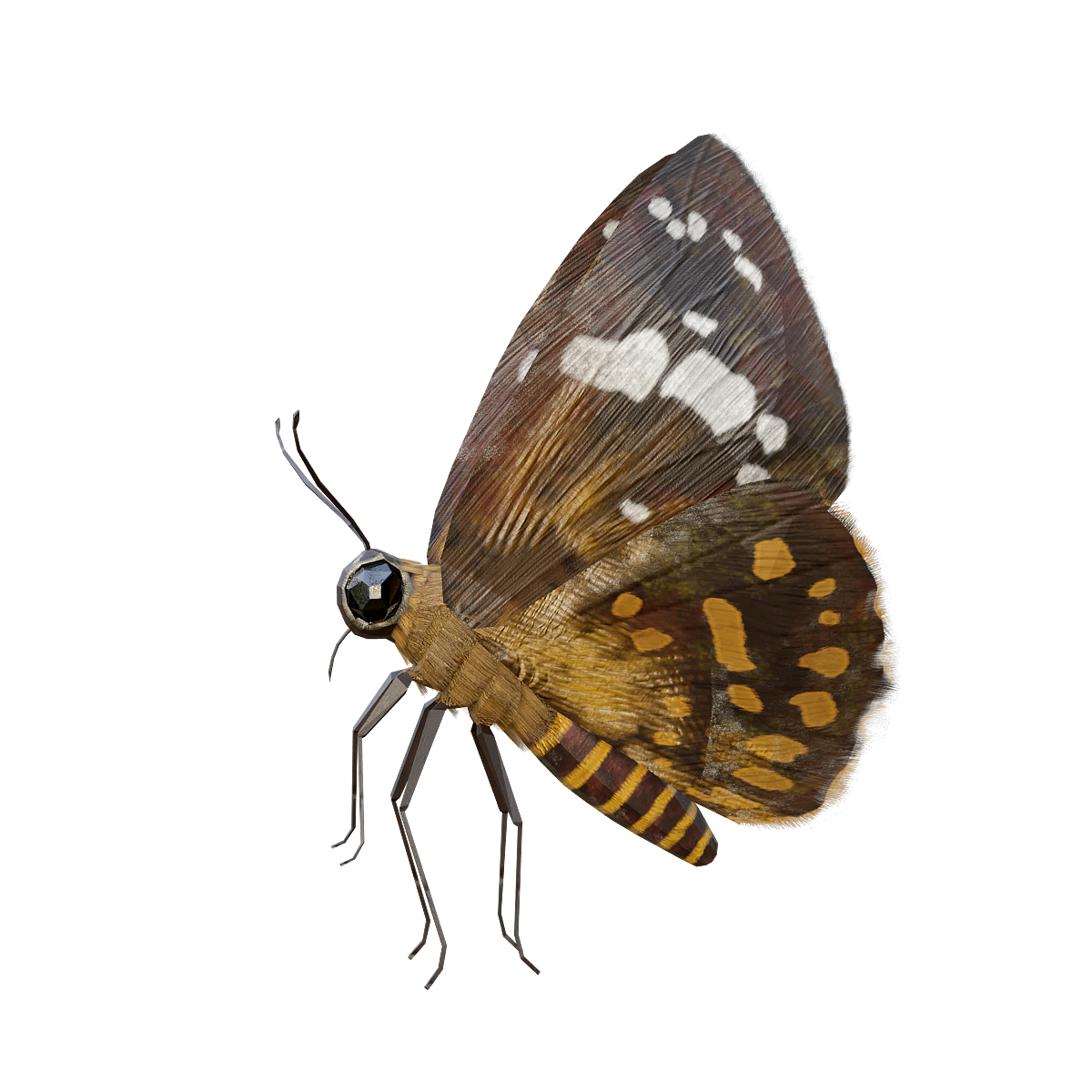 台湾星弄蝶3D动画模型 | 昆虫,节肢动物,体型较小,蝴蝶3D模型,植食动物,完全变态发育,台湾星弄蝶,星点弄蝶,星弄蝶,日间活动,3D模型,3D打印,3D素材,obj,glTF,fbx,dae,stl,3ds,glb,usdz,3dmax,blender模型,VisionPro,3D建模,3D扫描,3d打印模型