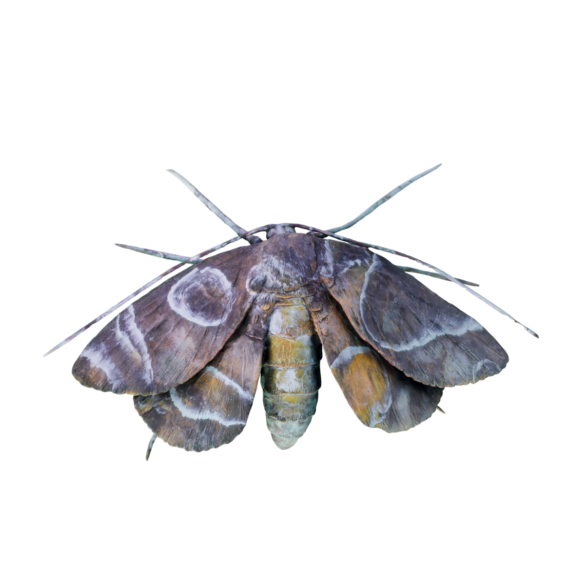 飞蛾 | 昆虫,节肢动物,夜间活动,植食动物,飞蛾3D模型,完全变态发育,有趋光性,身上布满鳞片,蛾,鳞翅目昆虫,3D模型,3D打印,3D素材,obj,glTF,fbx,dae,stl,3ds,glb,usdz,3dmax,blender模型,VisionPro,3D建模,3D扫描,3d打印模型