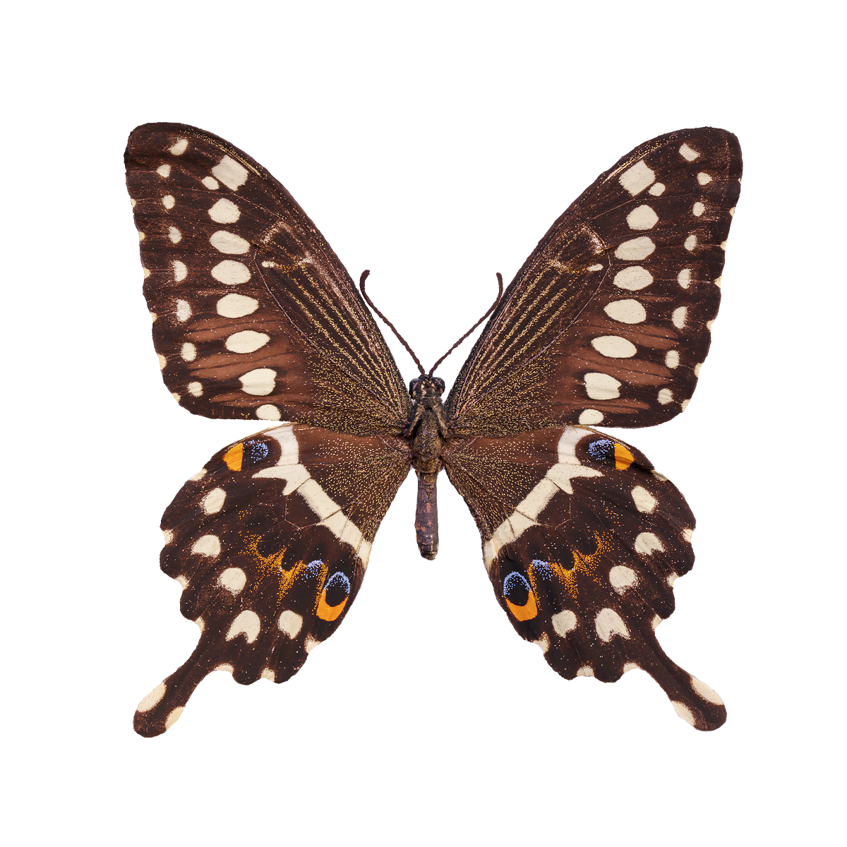 中央皇帝燕尾蝶标本 | 昆虫,节肢动物,标本,蝴蝶,体型较大,植食动物,完全变态发育,中央皇帝燕尾蝶3D模型,大型凤蝶,燕尾蝶,3D模型,3D打印,3D素材,obj,glTF,fbx,dae,stl,3ds,glb,usdz,3dmax,blender模型,VisionPro,3D建模,3D扫描,3d打印模型