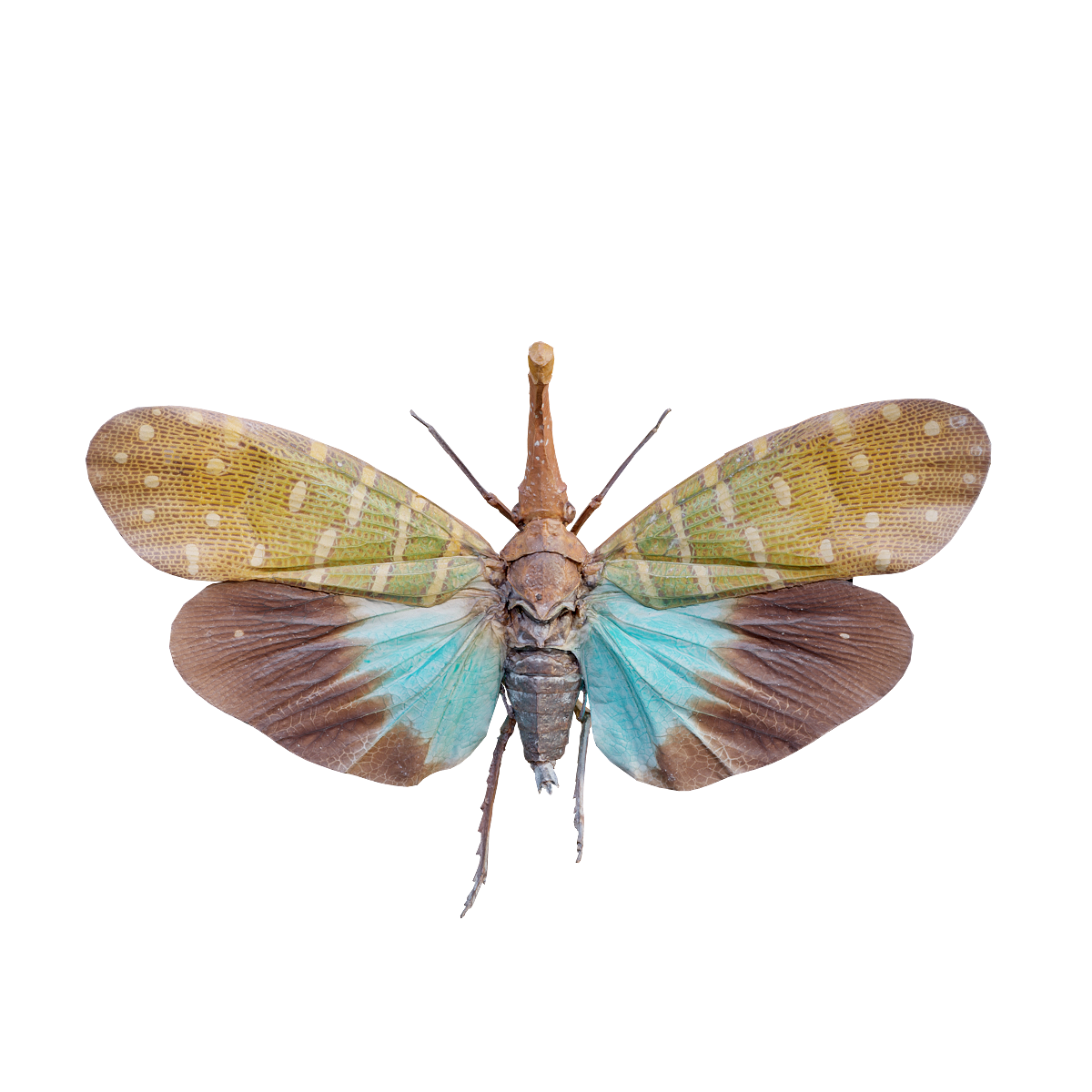 婆罗洲灯笼蝇标本 | 昆虫,标本,昆虫标本,色彩鲜艳,植食动物,不完全变态发育,外观独特,婆罗洲灯笼蝇标本,婆罗洲灯笼蝇3D模型,蜡蝉科,3D模型,3D打印,3D素材,obj,glTF,fbx,dae,stl,3ds,glb,usdz,3dmax,blender模型,VisionPro,3D建模,3D扫描,3d打印模型