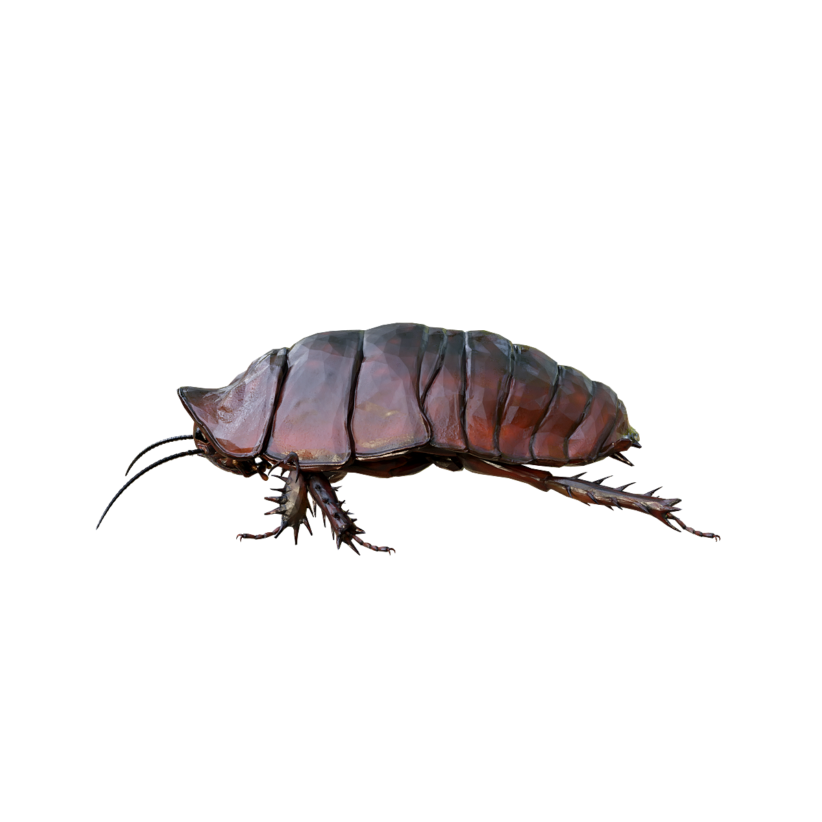 巨穴蠊3D模型动画 | 节肢动物,蟑螂,卵生动物,植食动物,3D模型动画,巨穴蠊3D模型动画,巨穴蠊3D模型,第二大蟑螂,世界上已知最重的蟑螂,地栖性昆虫,3D模型,3D打印,3D素材,obj,glTF,fbx,dae,stl,3ds,glb,usdz,3dmax,blender模型,VisionPro,3D建模,3D扫描,3d打印模型