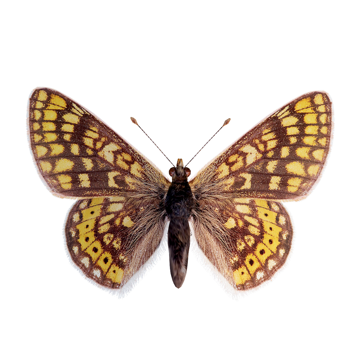 珠蛱蝶3D模型动画 | 昆虫,节肢动物,蝴蝶,植食动物,完全变态发育,3D模型动画,珠蛱蝶3D模型动画,珠蛱蝶3D模型,西班牙皇后蛱蝶,小珍珠蝶,3D模型,3D打印,3D素材,obj,glTF,fbx,dae,stl,3ds,glb,usdz,3dmax,blender模型,VisionPro,3D建模,3D扫描,3d打印模型