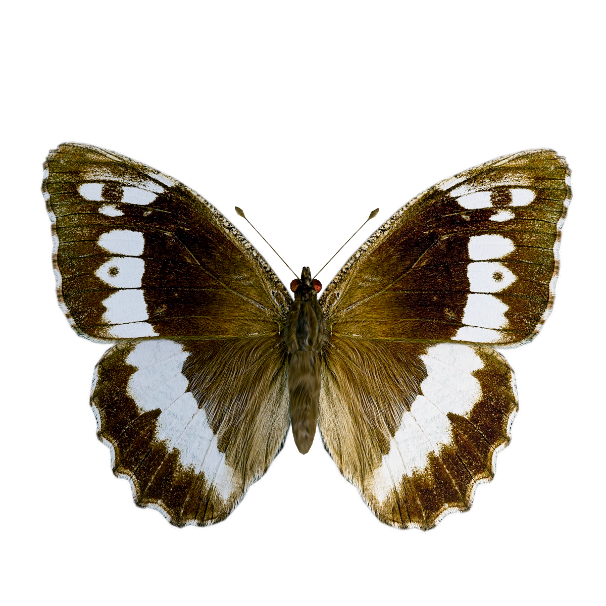 大带灰蝶3D模型动画 | 昆虫,节肢动物,蝴蝶,灰蝶,植食动物,完全变态发育,3D模型动画,大带灰蝶3D模型动画,大带灰蝶3D模型,夏眠,3D模型,3D打印,3D素材,obj,glTF,fbx,dae,stl,3ds,glb,usdz,3dmax,blender模型,VisionPro,3D建模,3D扫描,3d打印模型