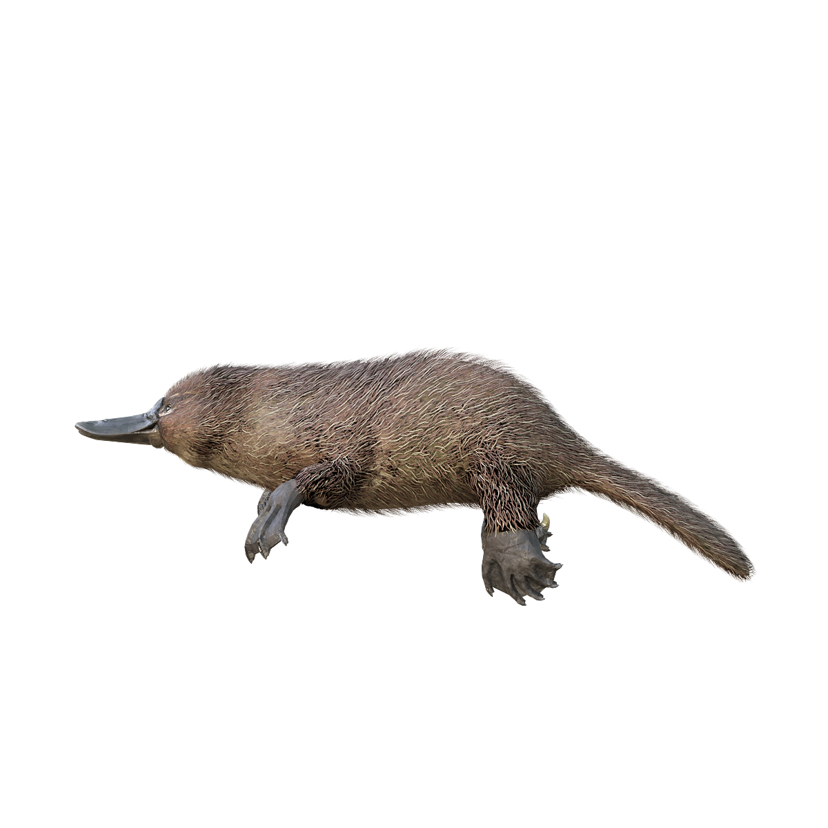 鸭嘴兽3D模型动画FBX模型 | 哺乳动物,夜行性动物,肉食动物,3D模型动画,鸭嘴兽3D模型动画,鸭嘴兽3D模型,现存最原始的哺乳动物之一,半水生,澳大利亚象征动物,地球上最古老的哺乳动物之一,3D模型,3D打印,3D素材,obj,glTF,fbx,dae,stl,3ds,glb,usdz,3dmax,blender模型,VisionPro,3D建模,3D扫描,3d打印模型