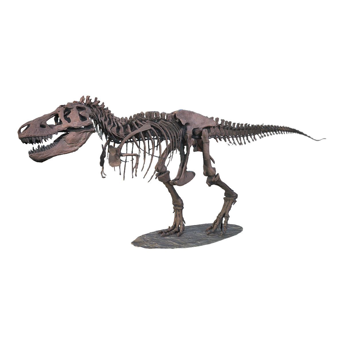 霸王龙骨架化石 美国自然历史博物馆 | 骨架,博物馆藏品,恐龙化石,化石3D模型,霸王龙骨架化石,美国自然历史博物馆,骨架化石,霸王龙,霸王龙化石,霸王龙骨架,3D模型,3D打印,3D素材,obj,glTF,fbx,dae,stl,3ds,glb,usdz,3dmax,blender模型,VisionPro,3D建模,3D扫描,3d打印模型