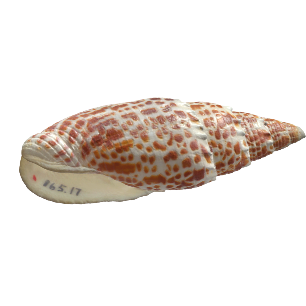 主教笔螺壳 | 软体动物,海洋生物,标本,海螺,螺壳,笔螺壳,笔螺,笔螺标本,主教笔螺壳,主教笔螺,3D模型,3D打印,3D素材,obj,glTF,fbx,dae,stl,3ds,glb,usdz,3dmax,blender模型,VisionPro,3D建模,3D扫描,3d打印模型