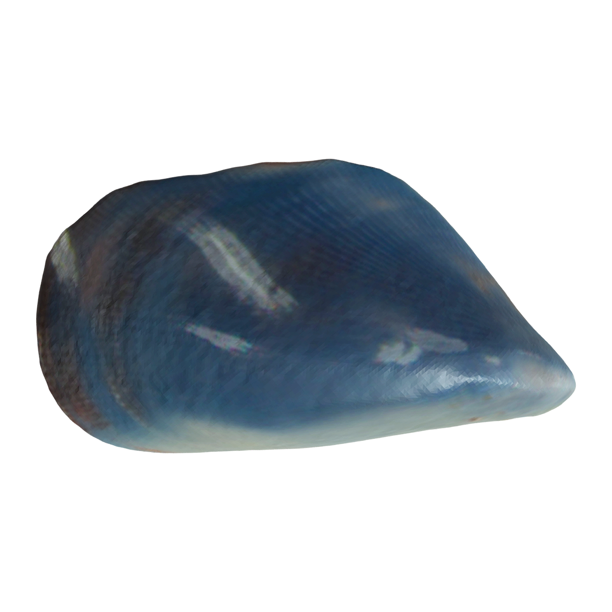 贻贝壳 | 软体动物,海洋生物,标本,贝壳,贻贝标本,贝类标本,贝壳3D模型,贻贝贝壳,贻贝壳,贝类,3D模型,3D打印,3D素材,obj,glTF,fbx,dae,stl,3ds,glb,usdz,3dmax,blender模型,VisionPro,3D建模,3D扫描,3d打印模型