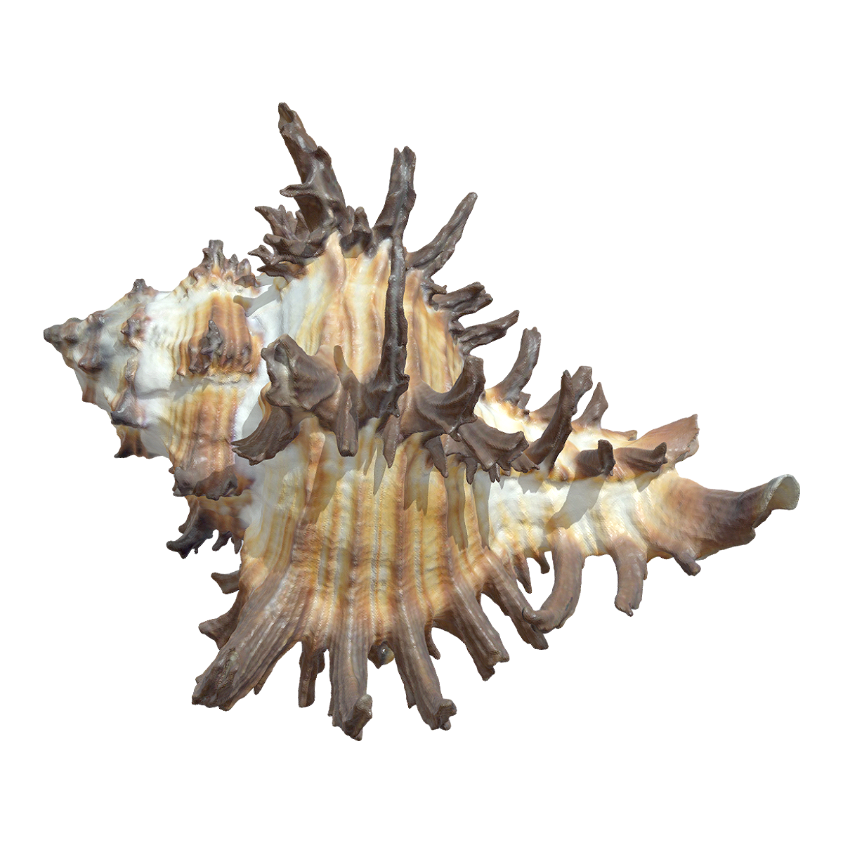 精巧骨螺壳 | 海洋生物,标本,海螺,螺壳,海螺3D模型,精巧骨螺壳,骨螺,骨螺科,精巧骨螺标本,精巧骨螺,3D模型,3D打印,3D素材,obj,glTF,fbx,dae,stl,3ds,glb,usdz,3dmax,blender模型,VisionPro,3D建模,3D扫描,3d打印模型