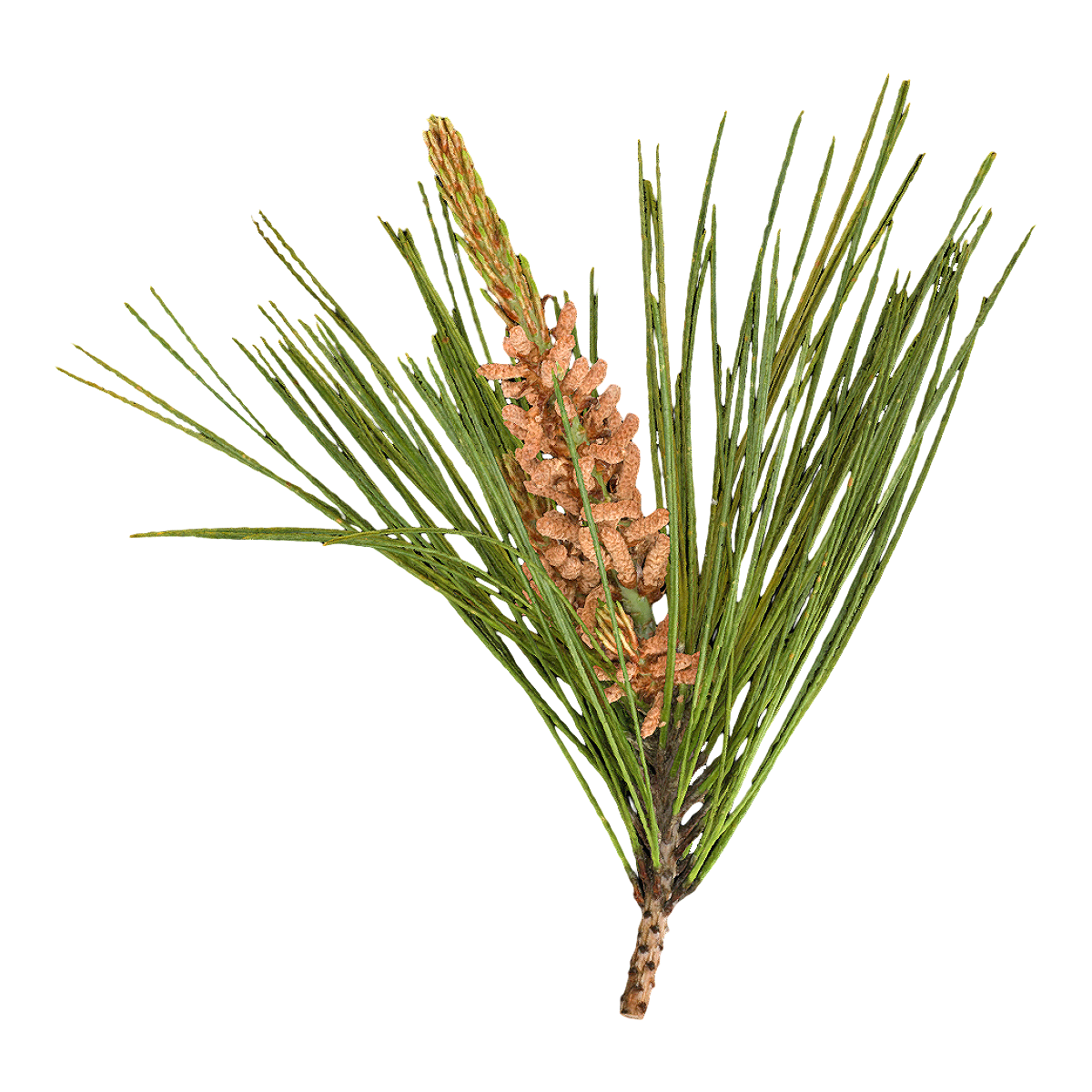 赤松花球标本 | 松树,花,植物标本,标本,赤松标本,松科,裸子植物,赤松花,松树标本,花球标本,3D模型,3D打印,3D素材,obj,glTF,fbx,dae,stl,3ds,glb,usdz,3dmax,blender模型,VisionPro,3D建模,3D扫描,3d打印模型