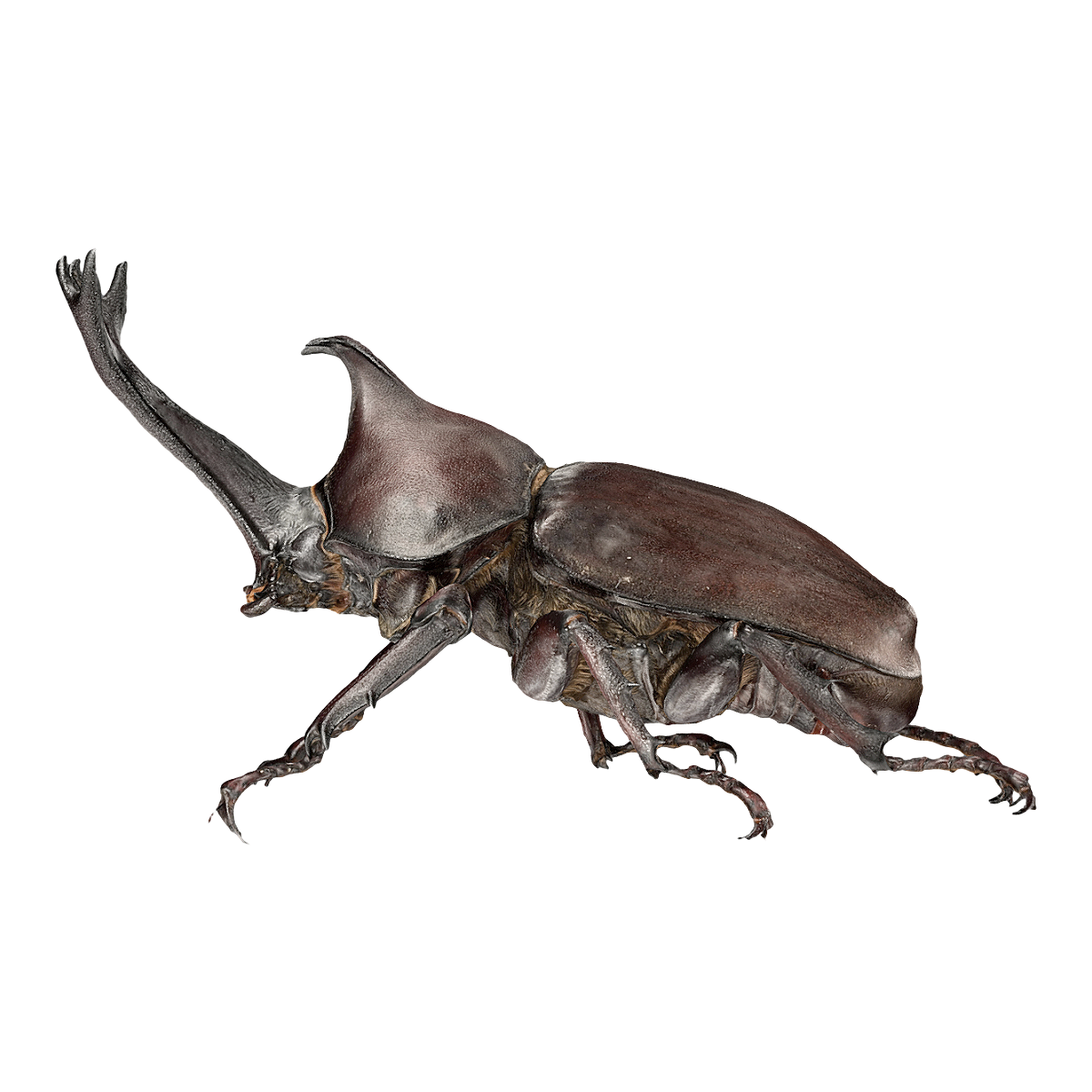 双叉犀金龟标本 | 昆虫,节肢动物,标本,独角仙,双叉犀金龟,双叉犀金龟标本,犀金龟亚科,昆虫标本,独角仙标本,真犀金龟,3D模型,3D打印,3D素材,obj,glTF,fbx,dae,stl,3ds,glb,usdz,3dmax,blender模型,VisionPro,3D建模,3D扫描,3d打印模型