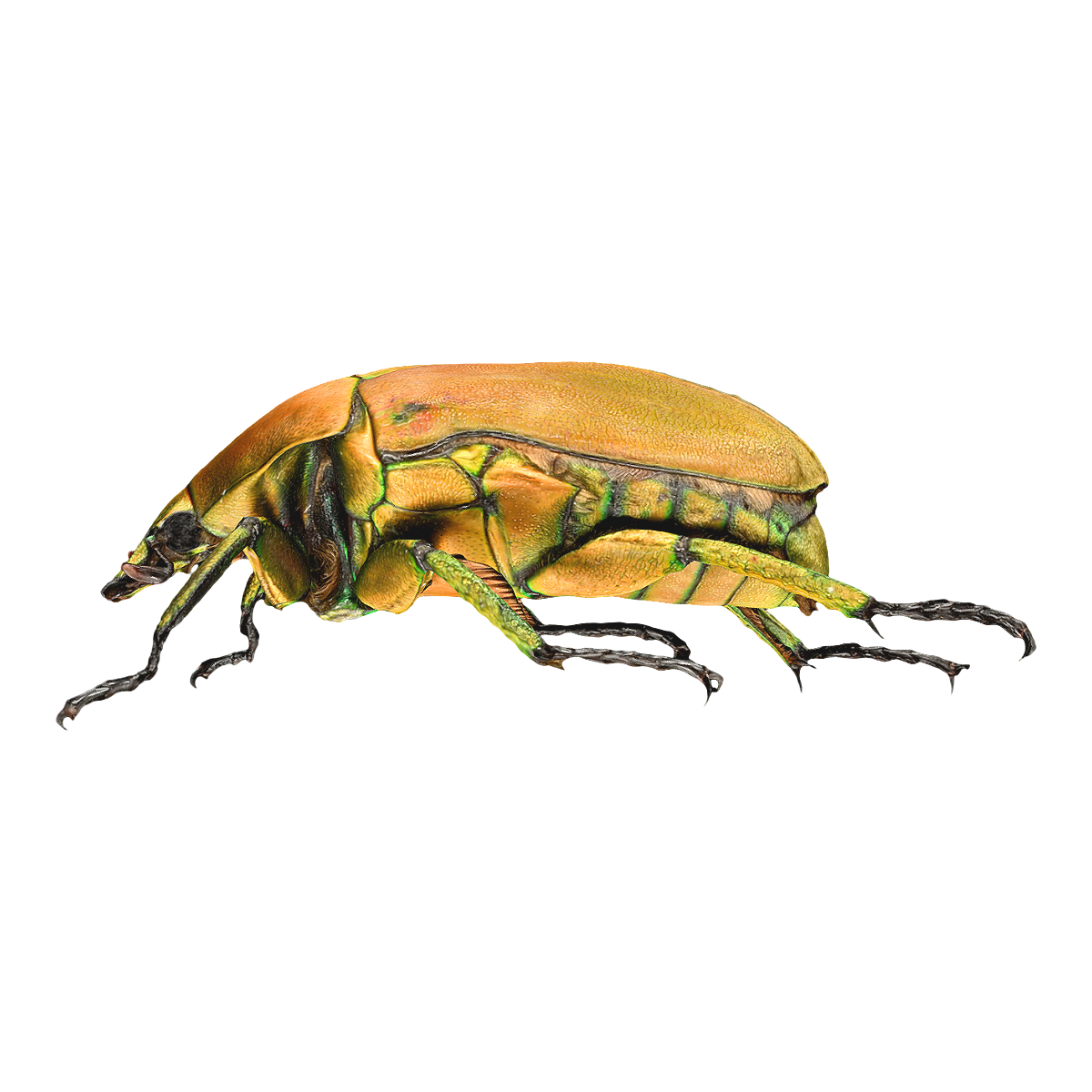 日铜罗花金龟标本 | 昆虫,节肢动物,甲虫,标本,金龟,昆虫标本,日铜罗花金龟标本,日铜罗花金龟,花金龟科,花金龟,3D模型,3D打印,3D素材,obj,glTF,fbx,dae,stl,3ds,glb,usdz,3dmax,blender模型,VisionPro,3D建模,3D扫描,3d打印模型