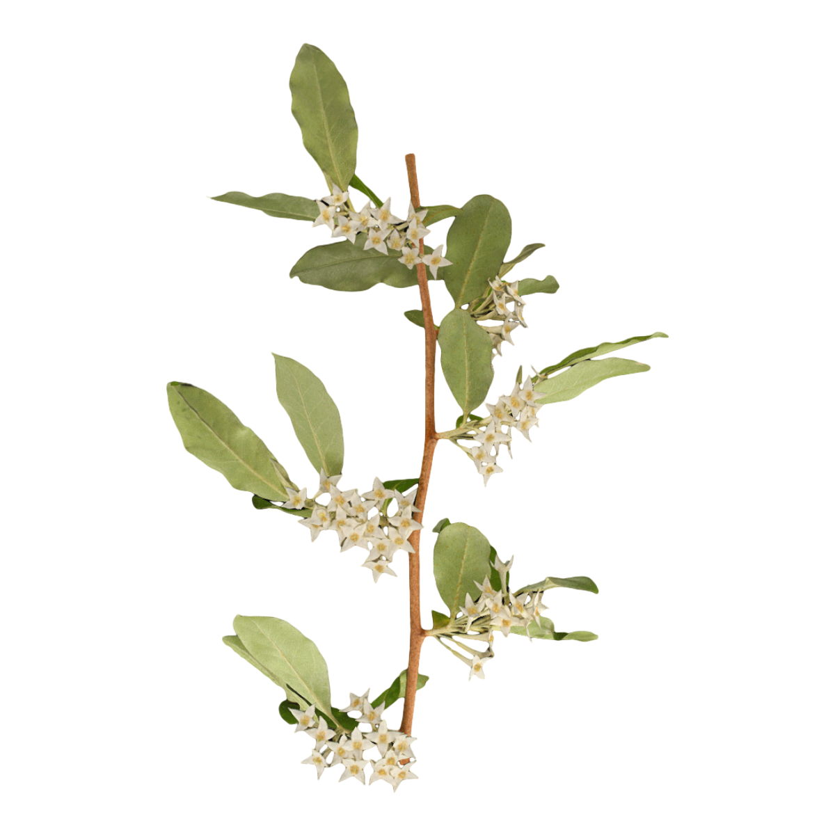 牛奶子标本 | 灌木,落叶灌木,植物标本,标本,牛奶子标本,牛奶子,牛奶子花,胡颓子科,灌木3D模型,被子植物,3D模型,3D打印,3D素材,obj,glTF,fbx,dae,stl,3ds,glb,usdz,3dmax,blender模型,VisionPro,3D建模,3D扫描,3d打印模型