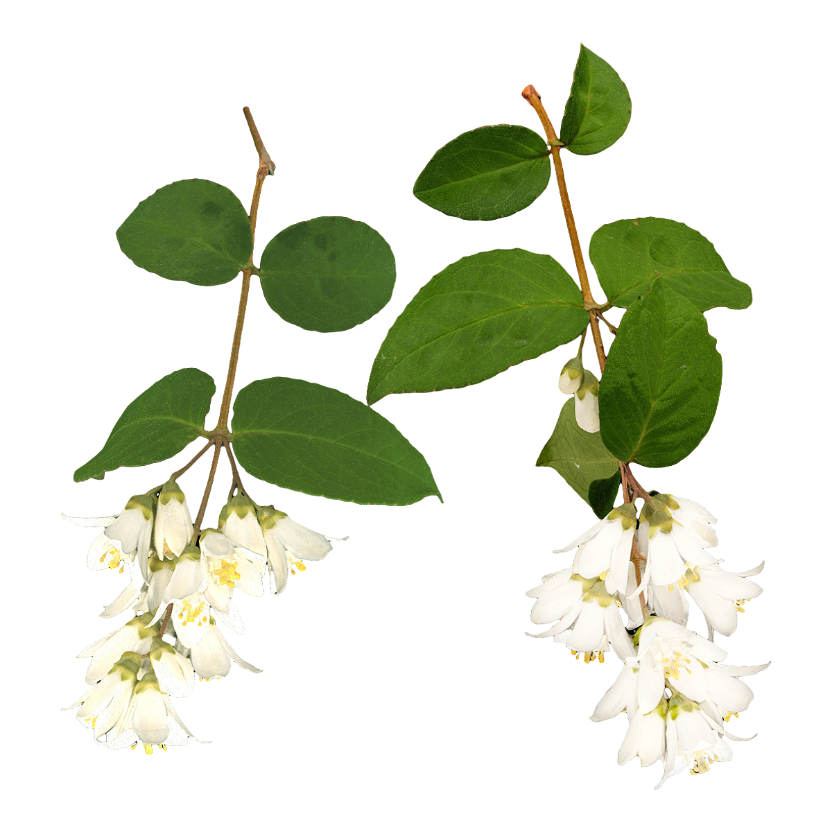 齿叶溲疏花柱标本 | 植物,灌木,植物标本,标本,齿叶溲疏,齿叶溲疏花柱,齿叶溲疏标本,绣球花,绣球花标本,绣球科,3D模型,3D打印,3D素材,obj,glTF,fbx,dae,stl,3ds,glb,usdz,3dmax,blender模型,VisionPro,3D建模,3D扫描,3d打印模型