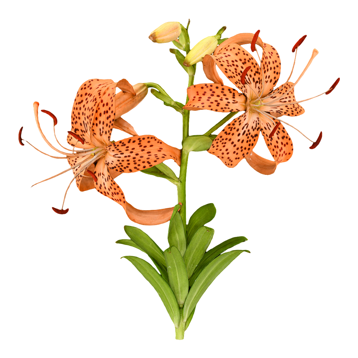 大花卷丹标本 | 植物,鲜花3D模型,植物标本,标本,百合,百合花,被子植物,大花卷丹标本,大花卷丹,柠檬色百合,3D模型,3D打印,3D素材,obj,glTF,fbx,dae,stl,3ds,glb,usdz,3dmax,blender模型,VisionPro,3D建模,3D扫描,3d打印模型