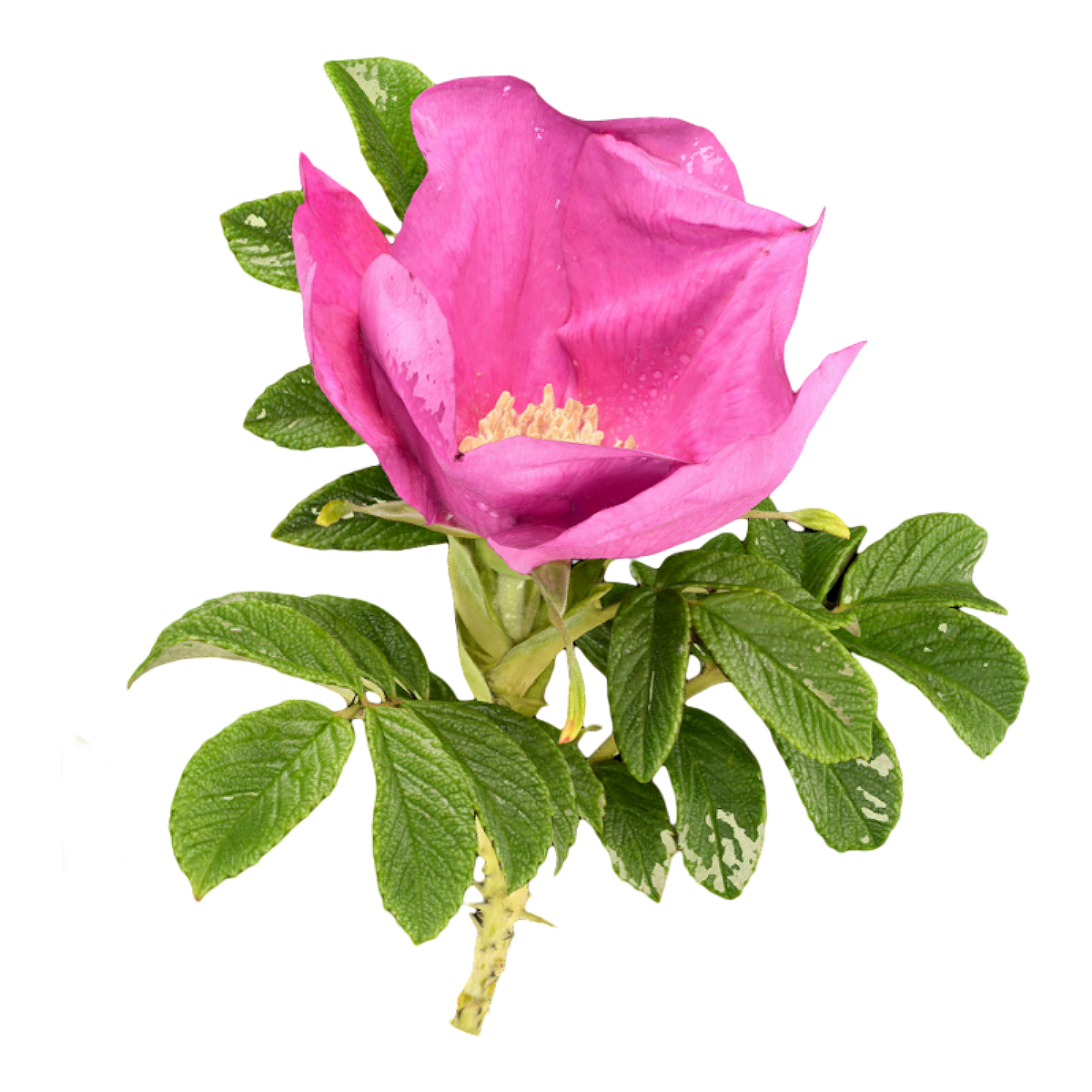 山刺玫标本 | 玫瑰,鲜花,鲜花3D模型,山刺玫标本,刺玫,山刺玫,刺玫标本,刺玫蔷薇,蔷薇,蔷薇科,3D模型,3D打印,3D素材,obj,glTF,fbx,dae,stl,3ds,glb,usdz,3dmax,blender模型,VisionPro,3D建模,3D扫描,3d打印模型