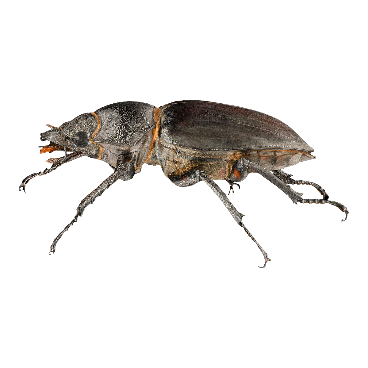 斑股锹甲标本 | 昆虫,节肢动物,甲虫,昆虫3D模型,标本,锹甲,斑股锹甲,昆虫标本,锹甲科,斑股锹甲标本,3D模型,3D打印,3D素材,obj,glTF,fbx,dae,stl,3ds,glb,usdz,3dmax,blender模型,VisionPro,3D建模,3D扫描,3d打印模型