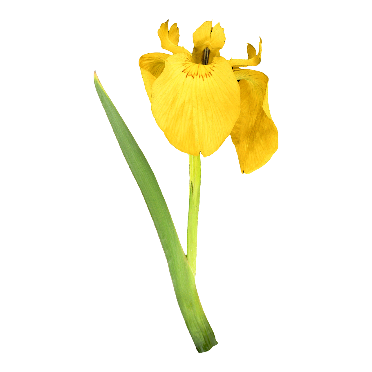 黄菖蒲标本 | 植物,鲜花,鲜花3D模型,标本,黄菖蒲标本,黄菖蒲,鸢尾花,黄鸢尾,鸢尾科,菖蒲,3D模型,3D打印,3D素材,obj,glTF,fbx,dae,stl,3ds,glb,usdz,3dmax,blender模型,VisionPro,3D建模,3D扫描,3d打印模型