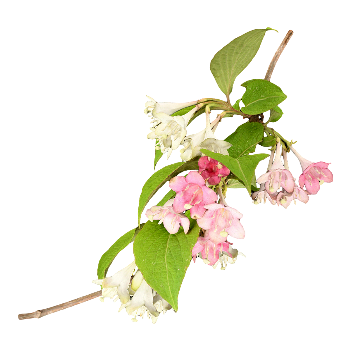 海仙花标本 | 植物,草本植物,鲜花,鲜花3D模型,标本,海仙花,海仙花标本,报春花科,报春花,鲜花标本,3D模型,3D打印,3D素材,obj,glTF,fbx,dae,stl,3ds,glb,usdz,3dmax,blender模型,VisionPro,3D建模,3D扫描,3d打印模型