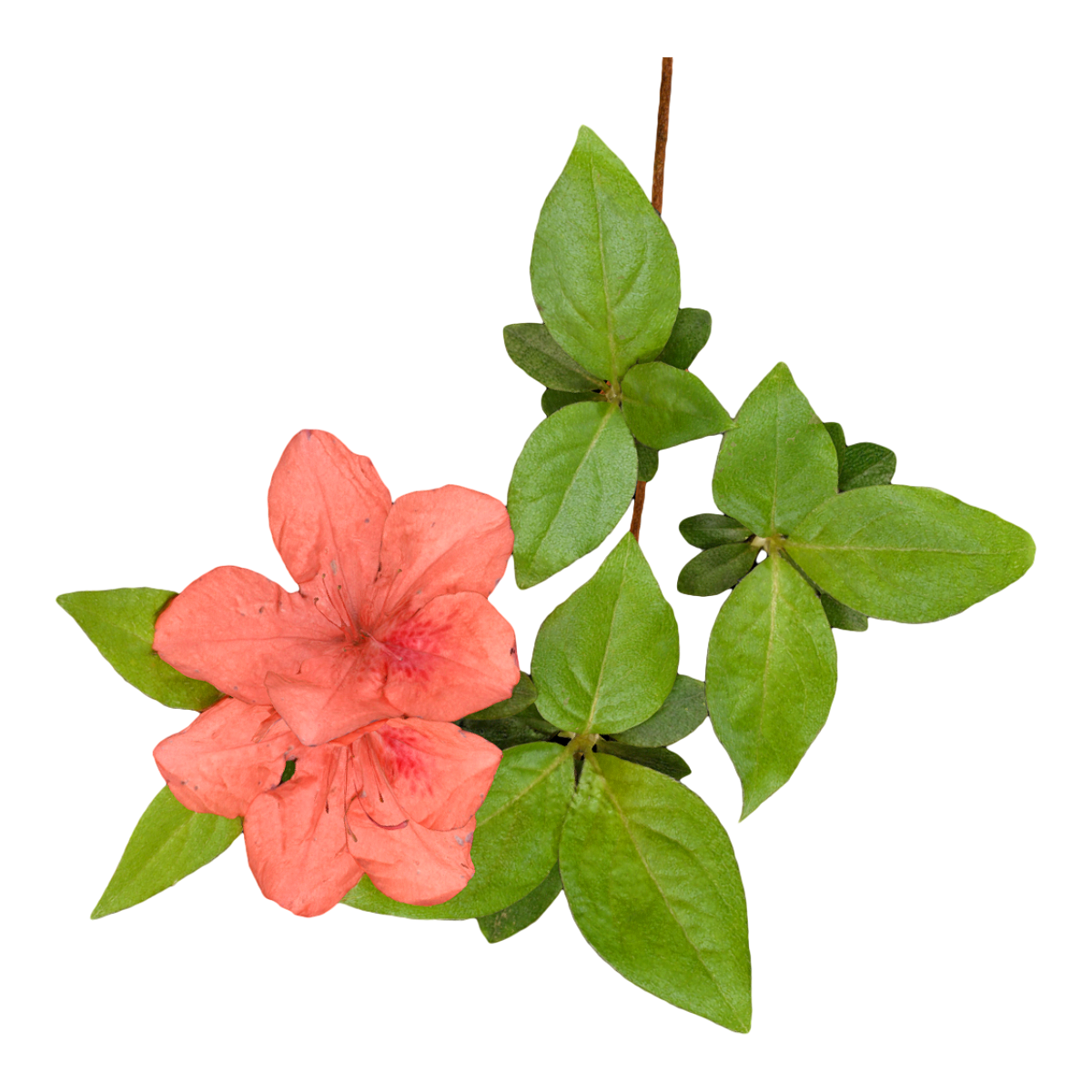 三花杜鹃标本 | 植物,草本植物,鲜花,鲜花3D模型,杜鹃花,标本,杜鹃花科,杜鹃,三花杜鹃标本,三花杜鹃,3D模型,3D打印,3D素材,obj,glTF,fbx,dae,stl,3ds,glb,usdz,3dmax,blender模型,VisionPro,3D建模,3D扫描,3d打印模型