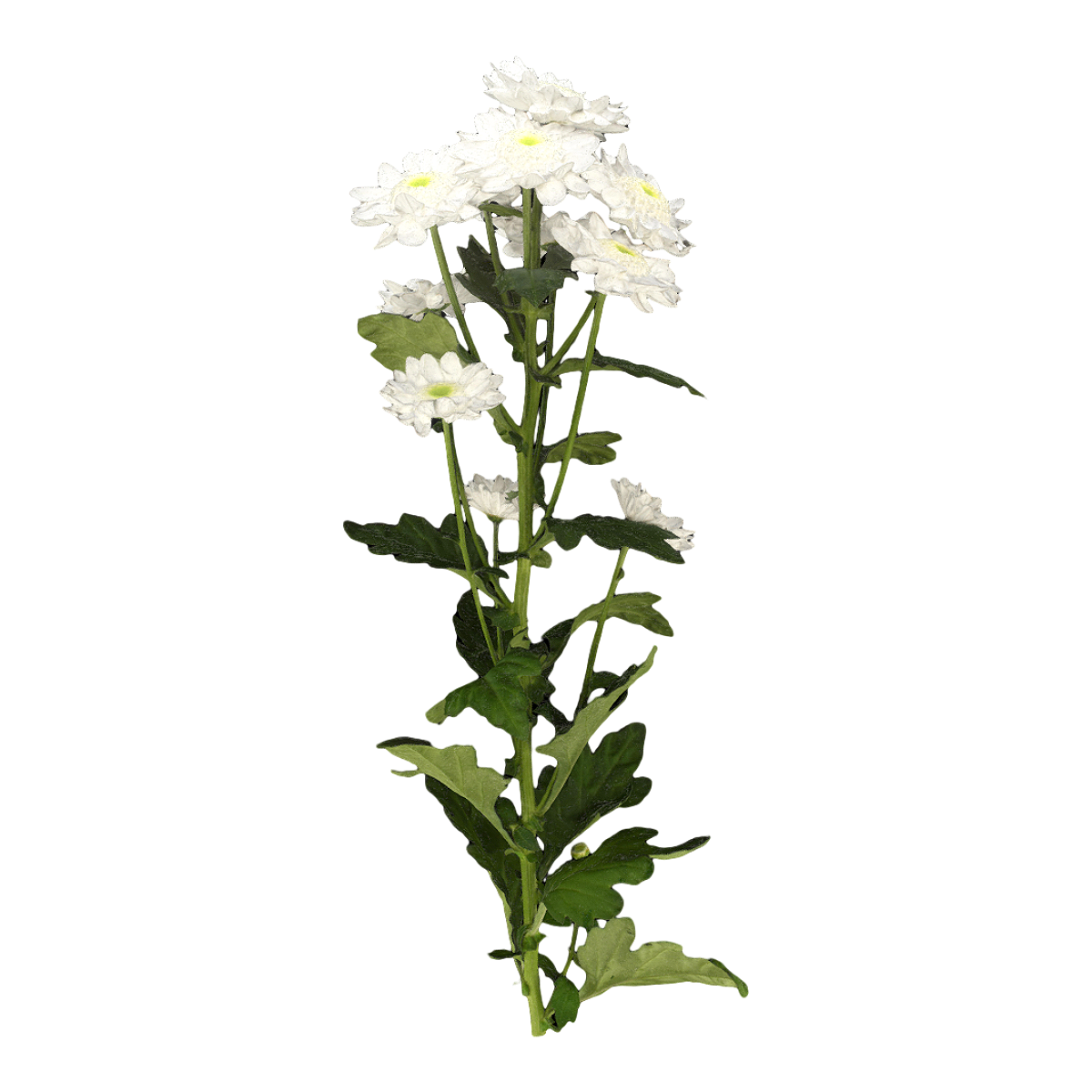 甘菊标本 | 植物,草本植物,鲜花,鲜花3D模型,菊花,菊科,甘菊标本,甘菊,菊花标本,甘菊花,3D模型,3D打印,3D素材,obj,glTF,fbx,dae,stl,3ds,glb,usdz,3dmax,blender模型,VisionPro,3D建模,3D扫描,3d打印模型