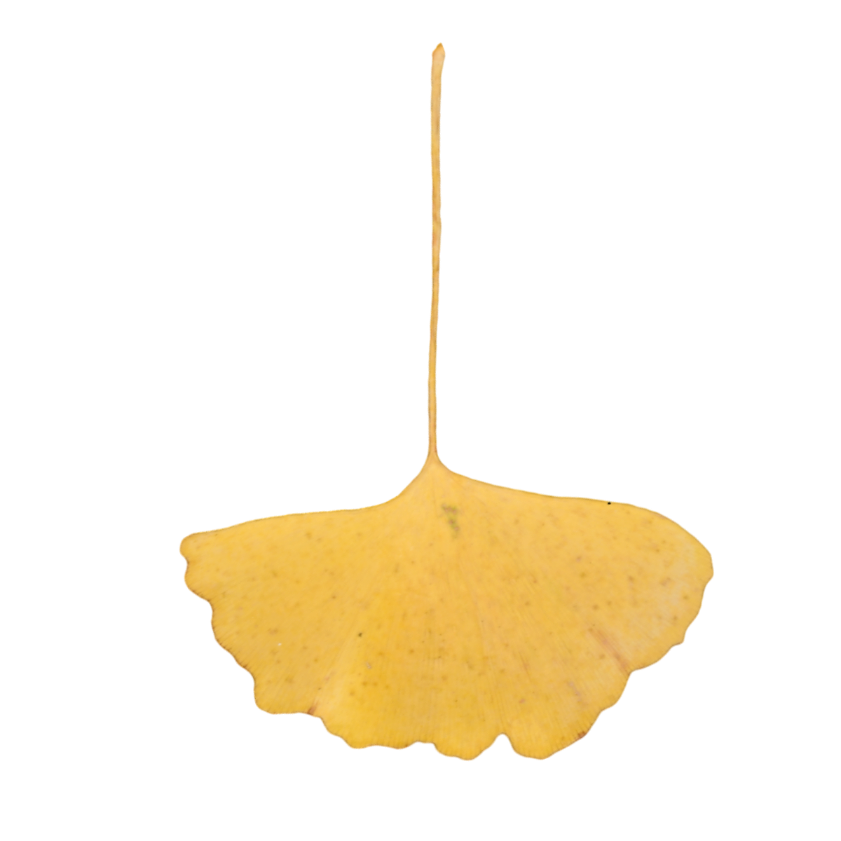 银杏叶标本 | 标本,乔木,裸子植物,银杏叶标本,银杏叶,银杏,银杏科,银杏标本,树叶,树叶3D模型,3D模型,3D打印,3D素材,obj,glTF,fbx,dae,stl,3ds,glb,usdz,3dmax,blender模型,VisionPro,3D建模,3D扫描,3d打印模型