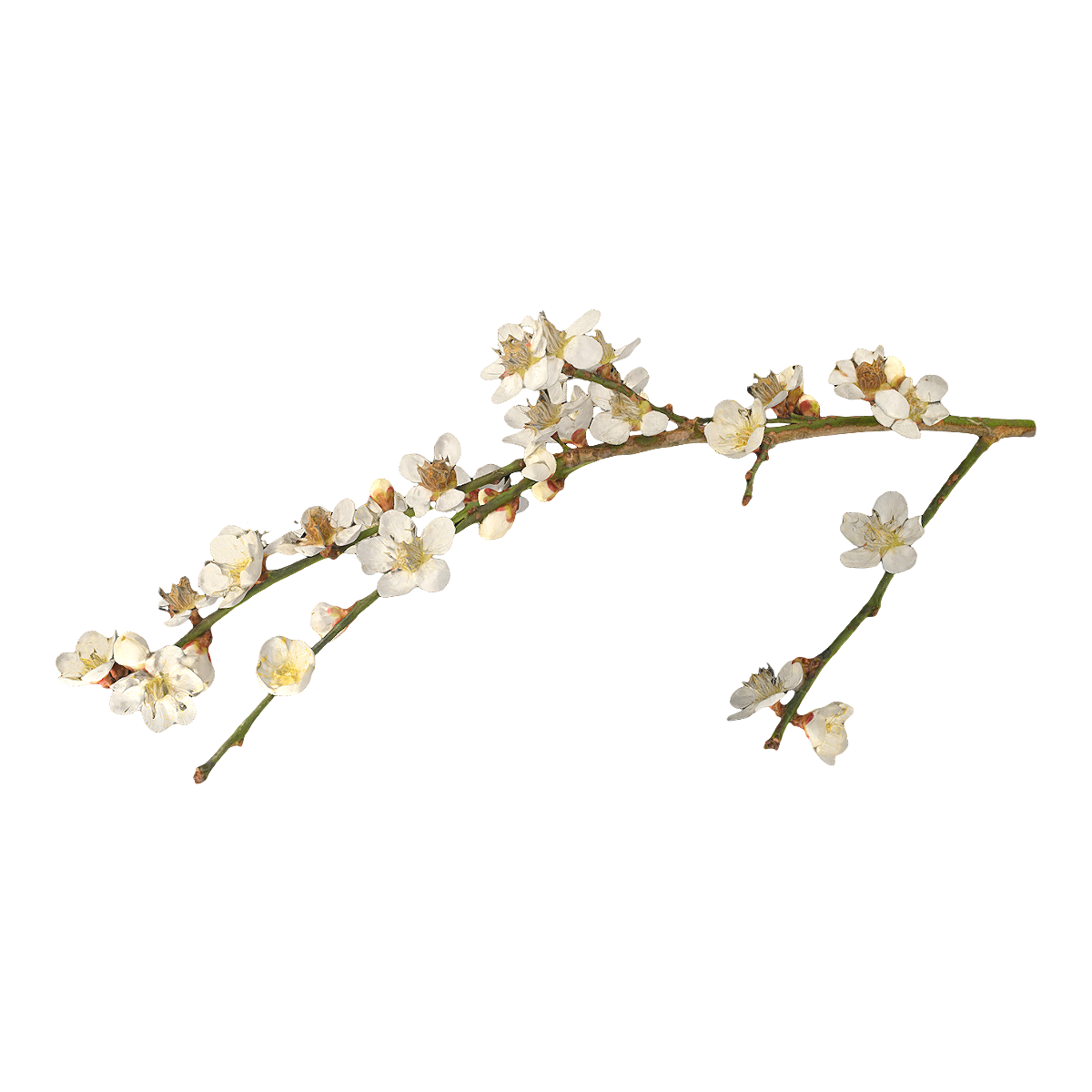 杏梅燕标本 | 植物,鲜花,鲜花3D模型,蔷薇科,木本植物,梅花标本,梅花,梅,杏梅燕,杏梅燕标本,3D模型,3D打印,3D素材,obj,glTF,fbx,dae,stl,3ds,glb,usdz,3dmax,blender模型,VisionPro,3D建模,3D扫描,3d打印模型