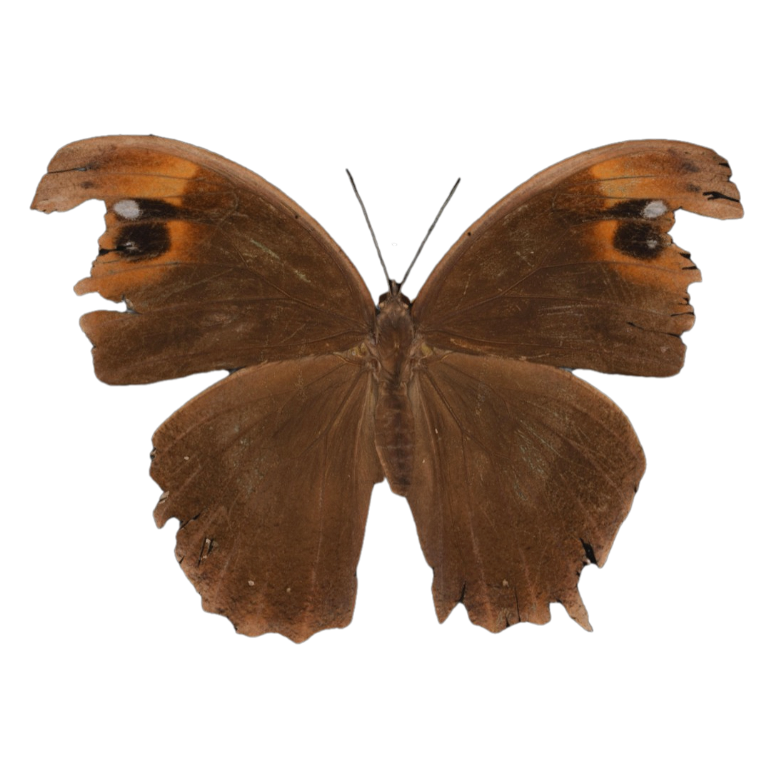 睇暮眼蝶标本 | 昆虫,节肢动物,标本,蝴蝶,蝴蝶3D模型,凤蝶,睇暮眼蝶标本,睇暮眼蝶,眼蝶科,眼蝶标本,3D模型,3D打印,3D素材,obj,glTF,fbx,dae,stl,3ds,glb,usdz,3dmax,blender模型,VisionPro,3D建模,3D扫描,3d打印模型