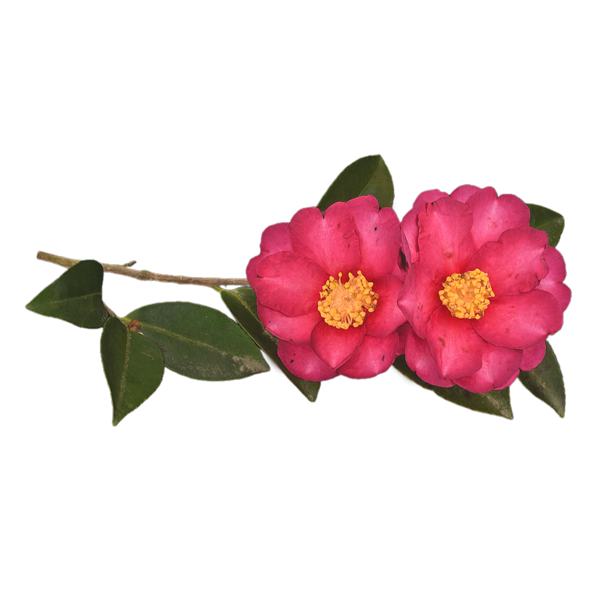 茶梅标本 | 植物,鲜花,鲜花3D模型,标本,被子植物,山茶花标本,山茶花,山茶科,茶梅标本,茶梅,3D模型,3D打印,3D素材,obj,glTF,fbx,dae,stl,3ds,glb,usdz,3dmax,blender模型,VisionPro,3D建模,3D扫描,3d打印模型