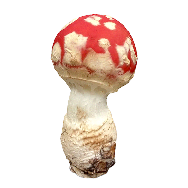 毒蝇伞 | 毒蘑菇,蘑菇3D模型,真菌,毒蝇伞,毒蝇鹅膏菌,蝇伞菌,鹅膏菌,鹅膏菌科,红蘑菇,Amanitamuscaria,3D模型,3D打印,3D素材,obj,glTF,fbx,dae,stl,3ds,glb,usdz,3dmax,blender模型,VisionPro,3D建模,3D扫描,3d打印模型