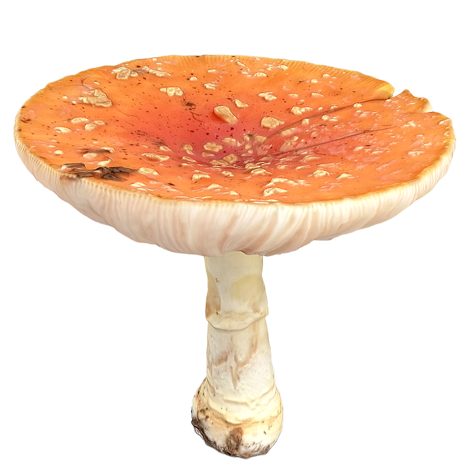 毒蝇伞变种 guessowii | 毒蘑菇,蘑菇3D模型,真菌,毒蝇伞,蝇伞菌,鹅膏菌,鹅膏菌科,Amanitamuscaria,毒蝇伞变种,guessowii,3D模型,3D打印,3D素材,obj,glTF,fbx,dae,stl,3ds,glb,usdz,3dmax,blender模型,VisionPro,3D建模,3D扫描,3d打印模型