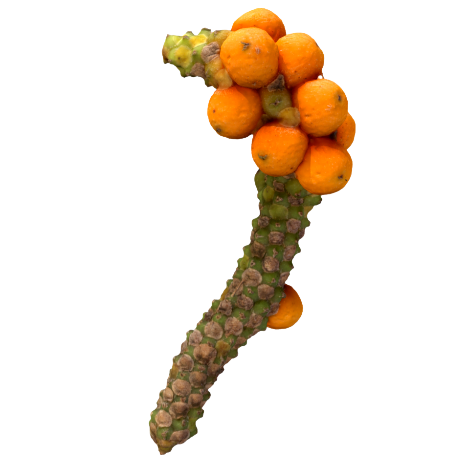 山蒟 | 果实,植物,被子植物,草药,中药材,胡椒科,山蒟果,山蒟,PiperHanceiMaxim.,药材,3D模型,3D打印,3D素材,obj,glTF,fbx,dae,stl,3ds,glb,usdz,3dmax,blender模型,VisionPro,3D建模,3D扫描,3d打印模型