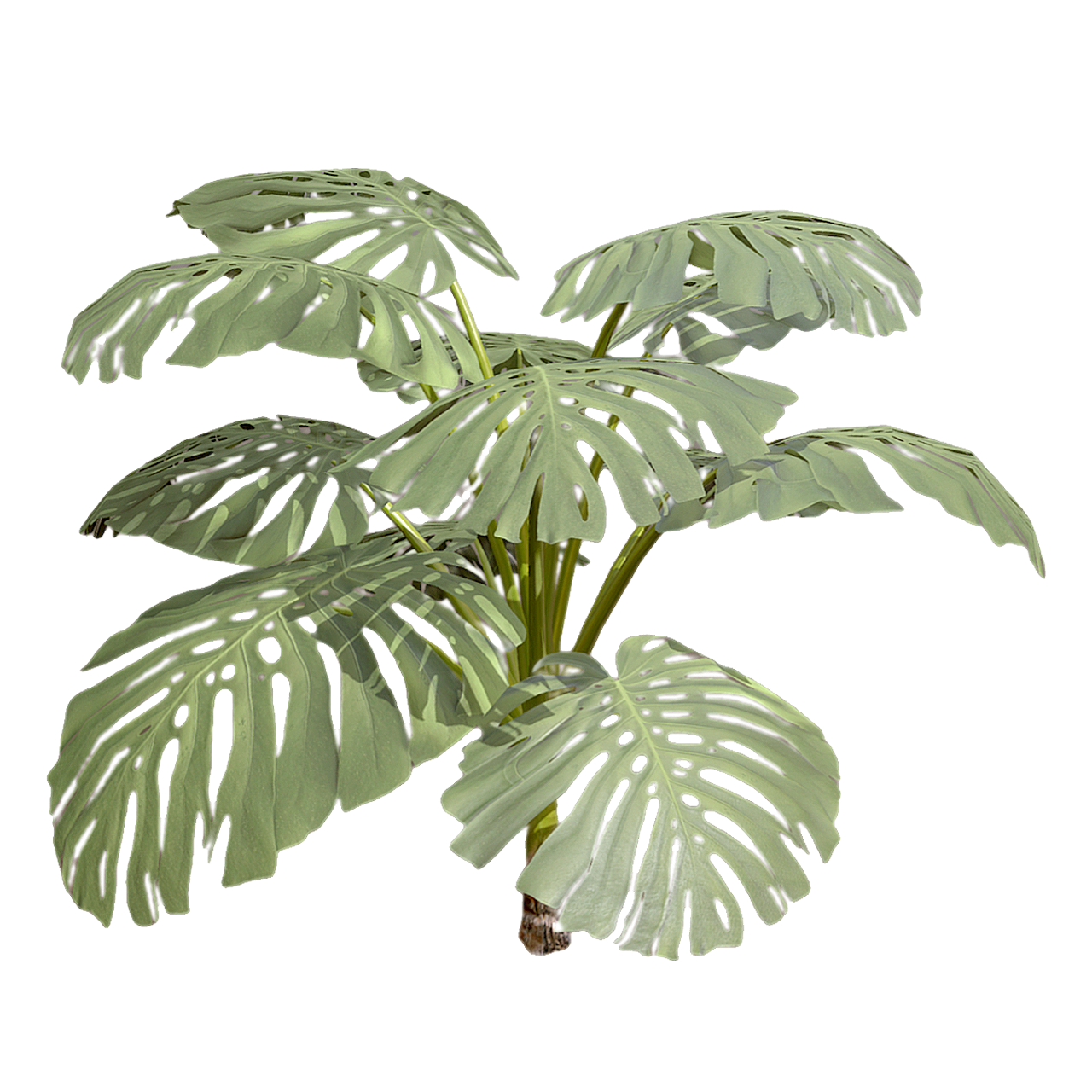 龟背竹 | 植物,龟背竹,灌木,室内植物,蓬莱蕉,观赏植物,天南星科,被子植物,MonsteraDeliciosaLiebm.,藤状灌木,3D模型,3D打印,3D素材,obj,glTF,fbx,dae,stl,3ds,glb,usdz,3dmax,blender模型,VisionPro,3D建模,3D扫描,3d打印模型