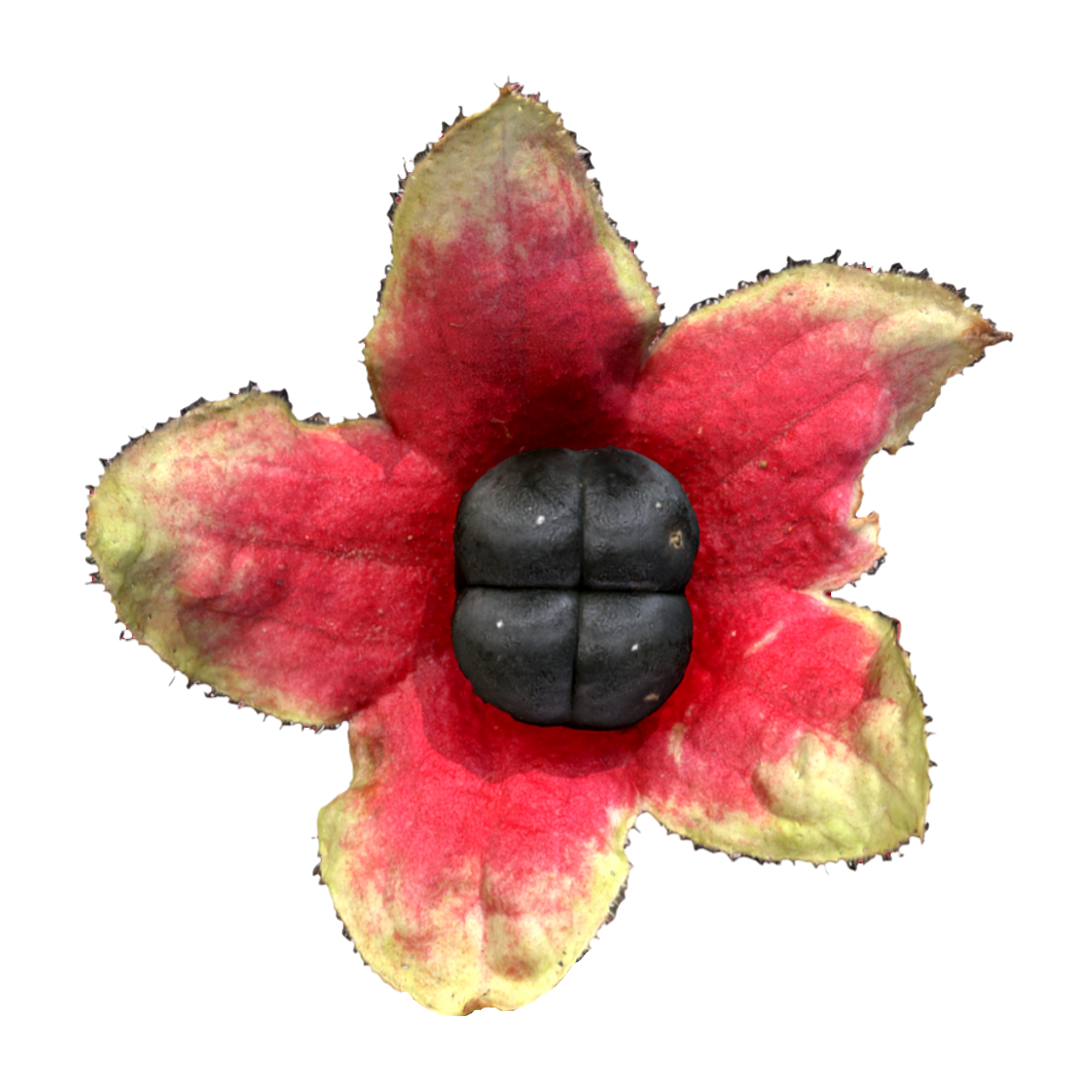 灰毛大青  | 果实,植物,灌木,唇形科,被子植物,草药,药材,ClerodendrumCanescensWall.,灰毛大青,灰毛大青果实,3D模型,3D打印,3D素材,obj,glTF,fbx,dae,stl,3ds,glb,usdz,3dmax,blender模型,VisionPro,3D建模,3D扫描,3d打印模型