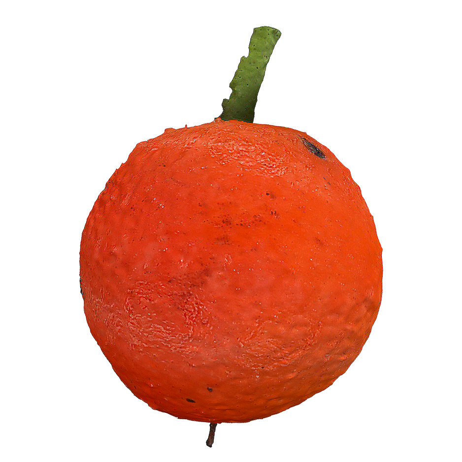 多花蓬莱葛果实 | 果实,植物,草药,果实3D模型,药材,马钱科,种子,多花蓬莱葛,多花蓬莱葛果实,GardneriaMultifloraMakino,3D模型,3D打印,3D素材,obj,glTF,fbx,dae,stl,3ds,glb,usdz,3dmax,blender模型,VisionPro,3D建模,3D扫描,3d打印模型