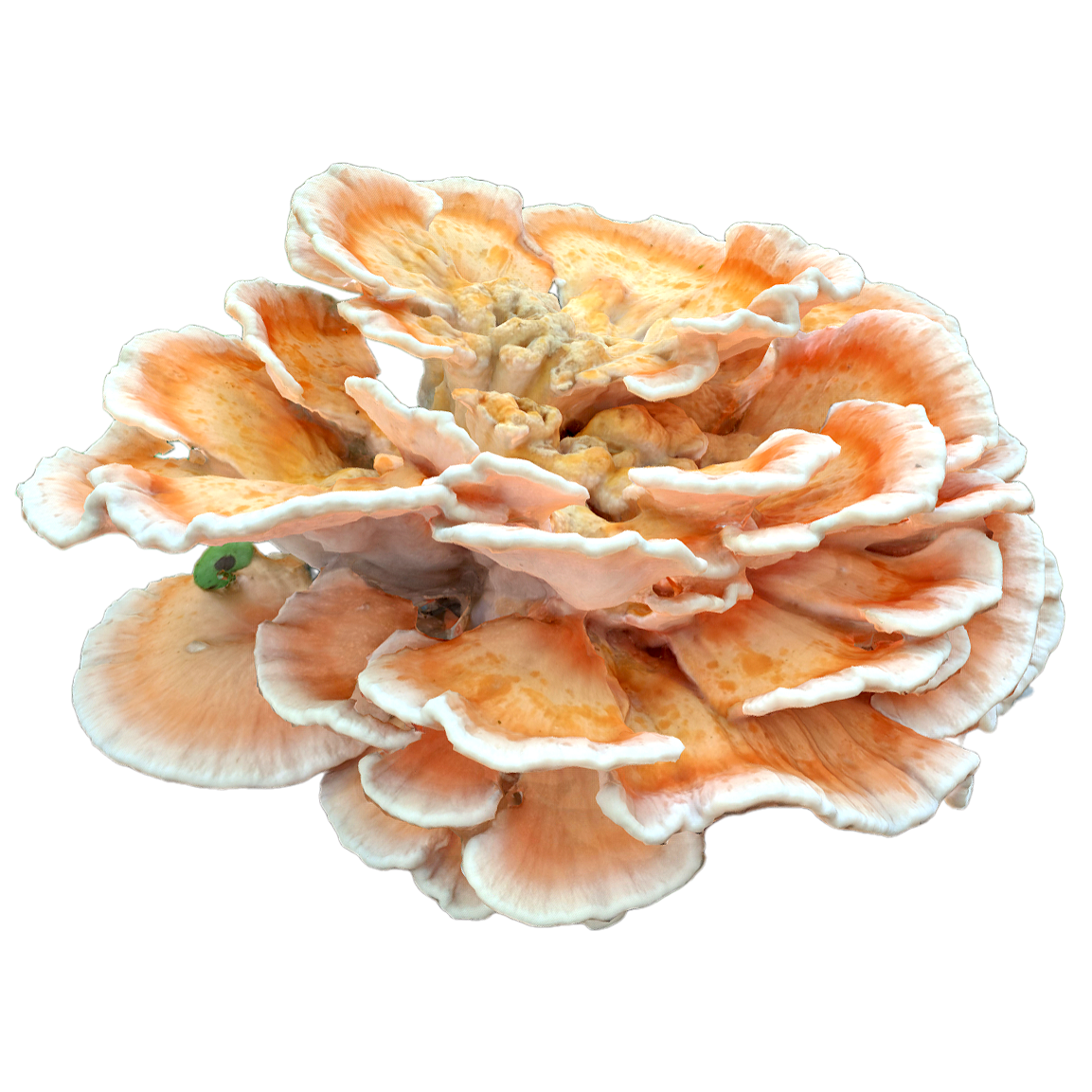硫色绚孔菌 | 蘑菇,蘑菇3D模型,真菌,硫色绚孔菌,硫磺菌,食用菌,革盖菌科,硫色多孔菌,LaetiporusSulphureus(Fr.)Murrill,大型蘑菇,3D模型,3D打印,3D素材,obj,glTF,fbx,dae,stl,3ds,glb,usdz,3dmax,blender模型,VisionPro,3D建模,3D扫描,3d打印模型