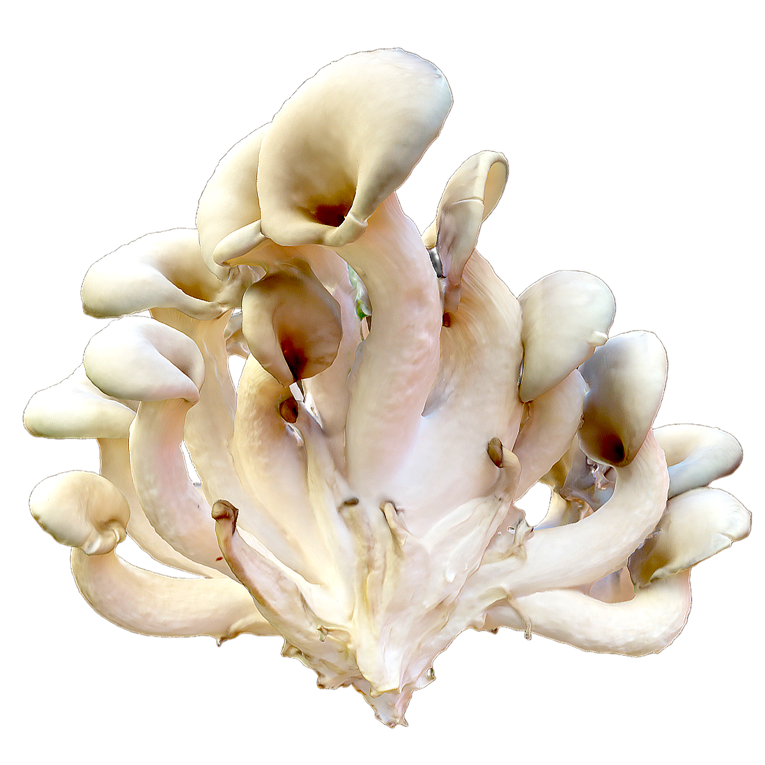 平菇 | 蘑菇,蘑菇3D模型,真菌,平菇,侧耳科,可食用菌,侧耳菇,北风菌,食用菌,PleurotusOstreatus,3D模型,3D打印,3D素材,obj,glTF,fbx,dae,stl,3ds,glb,usdz,3dmax,blender模型,VisionPro,3D建模,3D扫描,3d打印模型